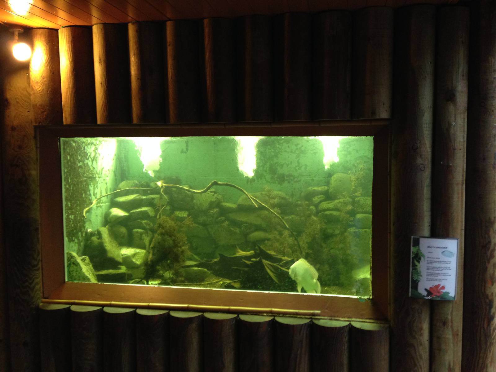 Tank for Mozambique Tilapia at Tropical World - 02/10/2013