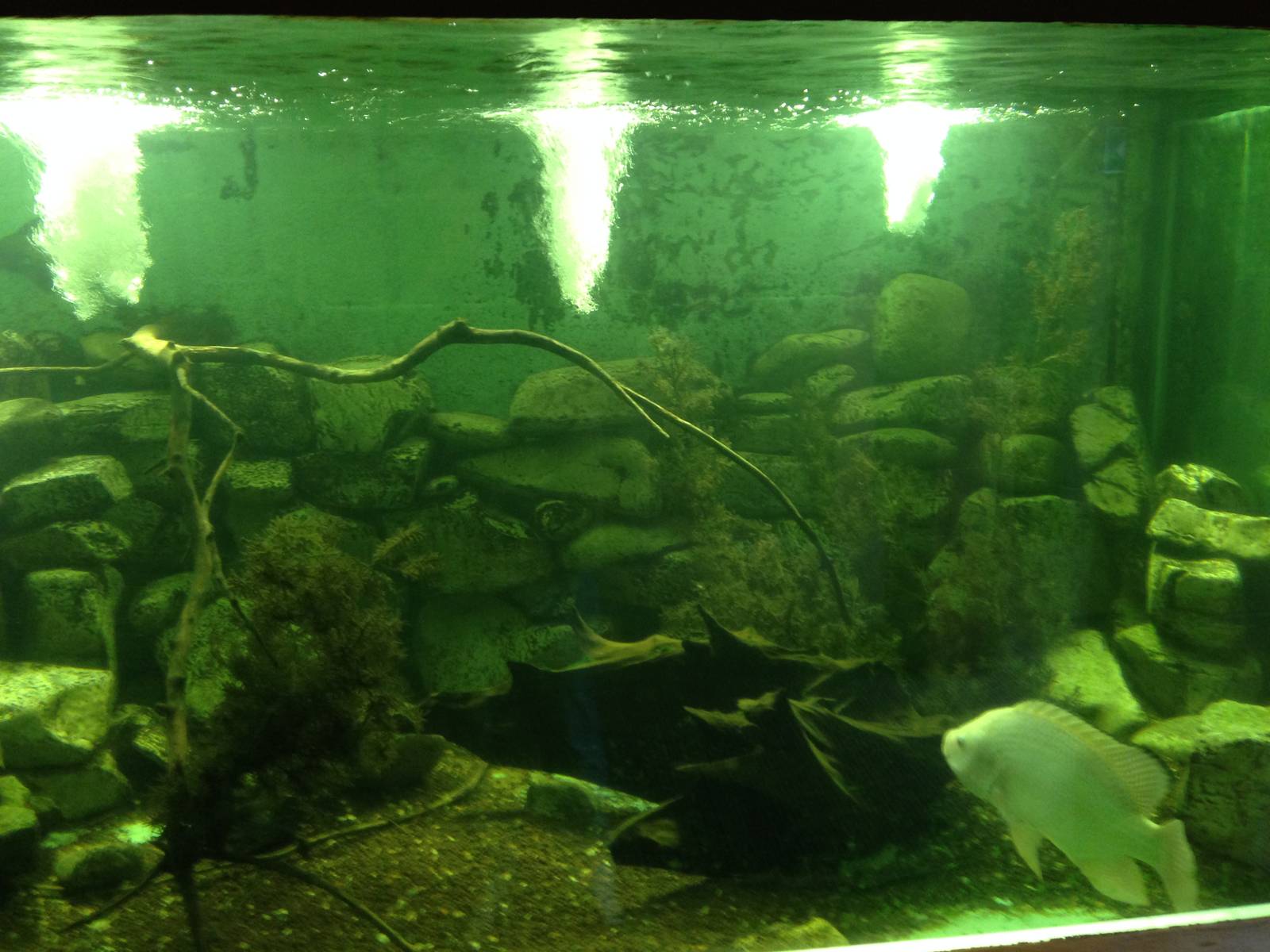 Tank for Mozambique Tilapia at Tropical World - 02/10/2013