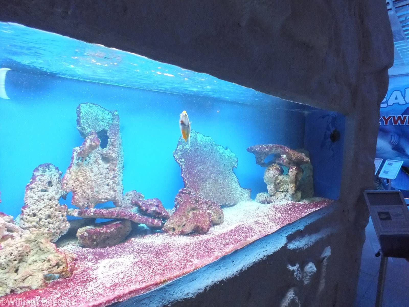 Tank for Naso lituratus- Saltwater Section