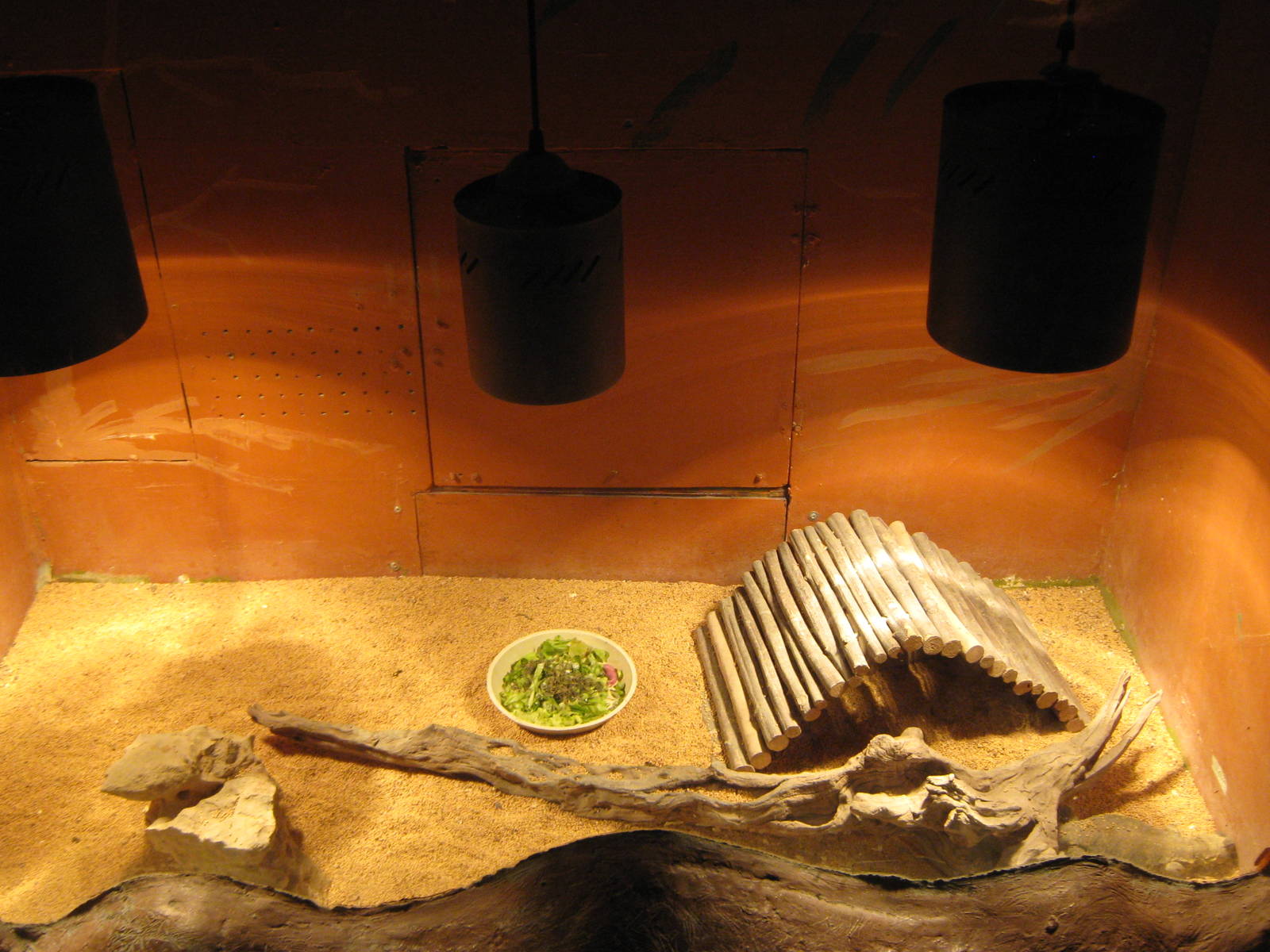 tank for Niger mastigures (Uromastyx geyri)