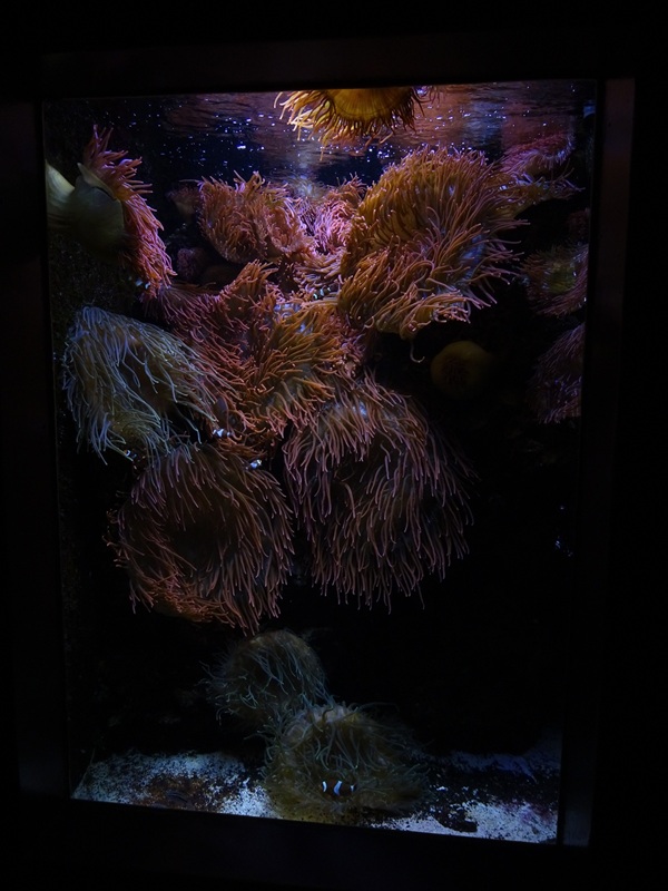 Tank for ocellated anemonefish and Link's goby