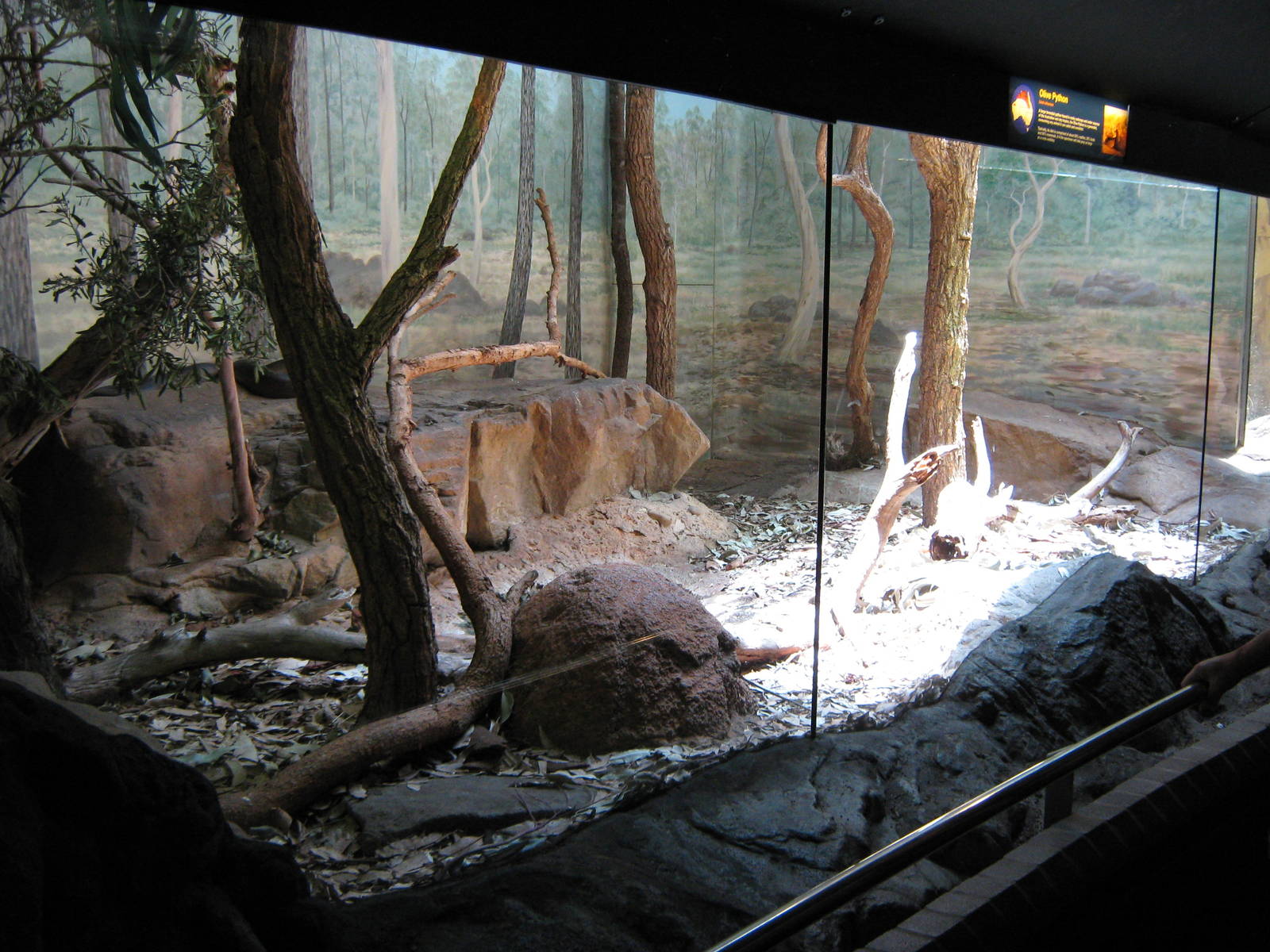 tank for olive python (Liasis olivaceus)