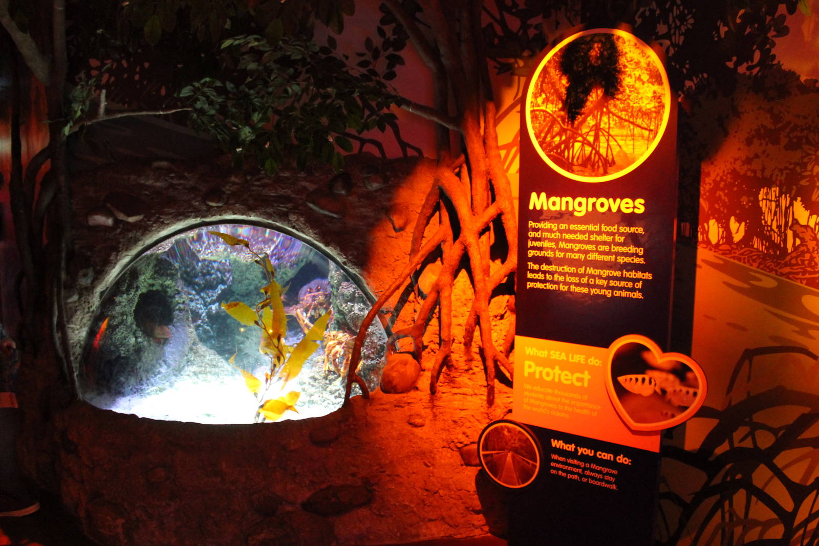 tank for packhorse crayfish (Sagmariasus verreauxi)