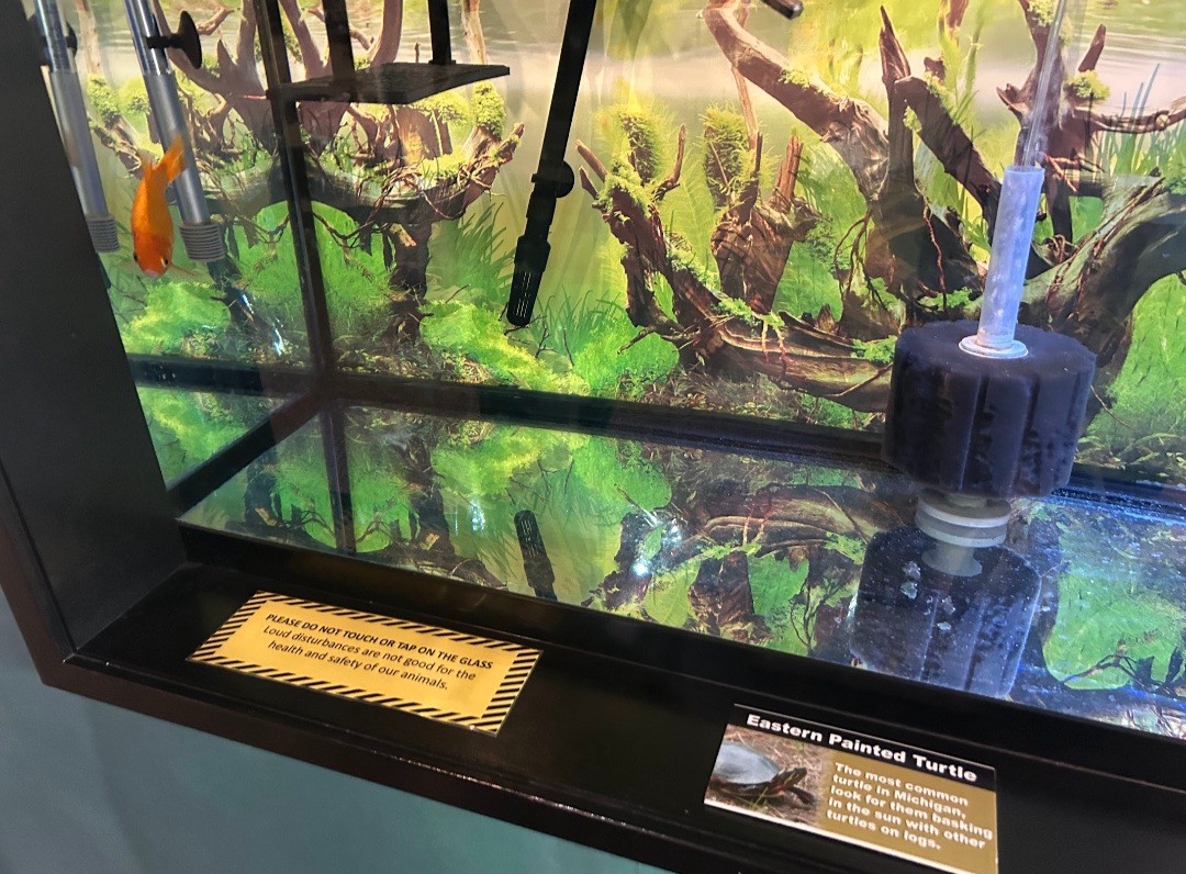 Tank for Painted Turtle/Goldfish (Wolf Lake State Fish Hatchery, Mattawan, MI, 8/7/25)