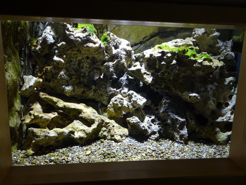 Tank for Panadian Goby
