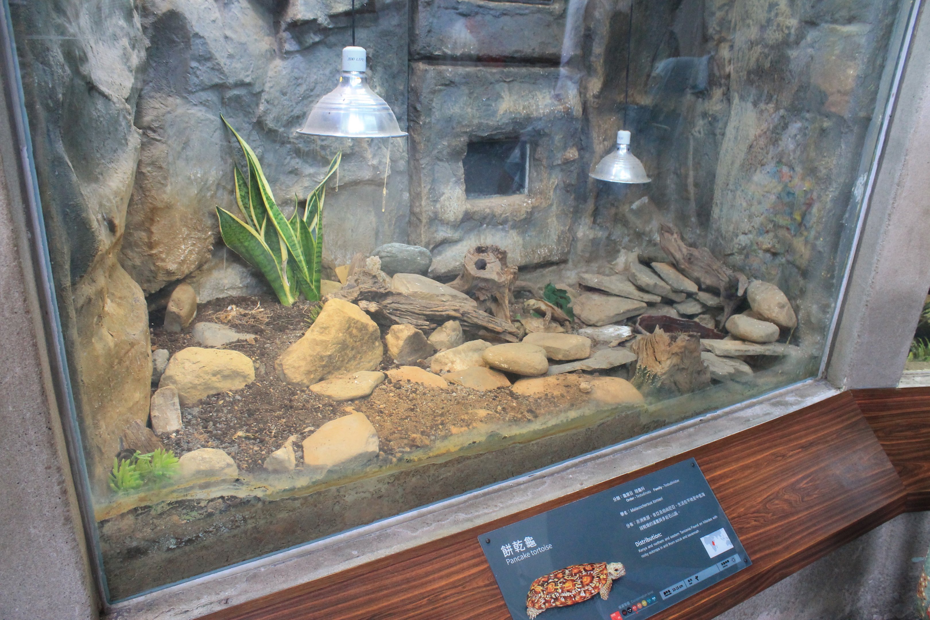 Tank for Pancake Tortoises (Malacochersus tornieri)