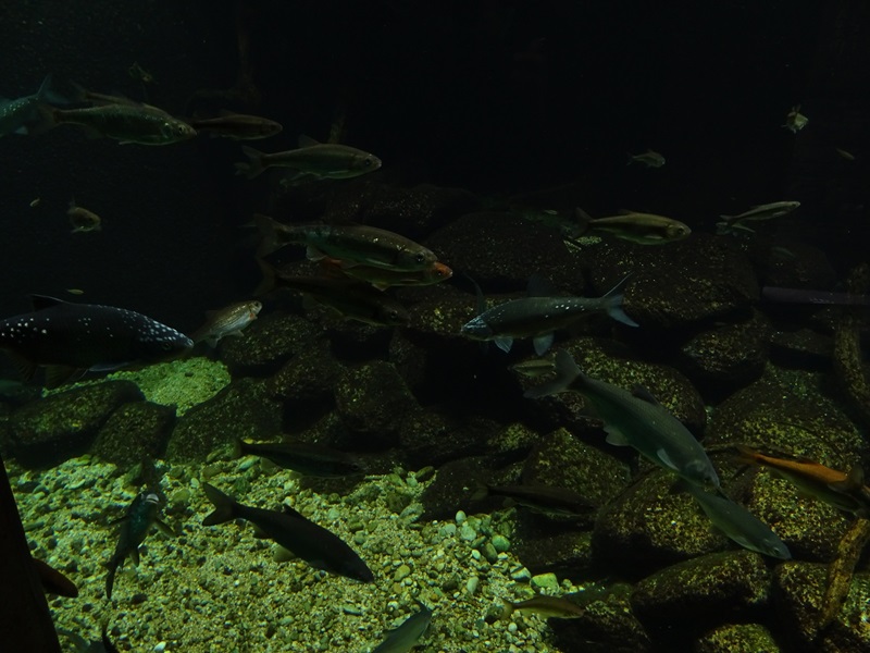 Tank for pearl roach, Italian nase and Italian soufflia