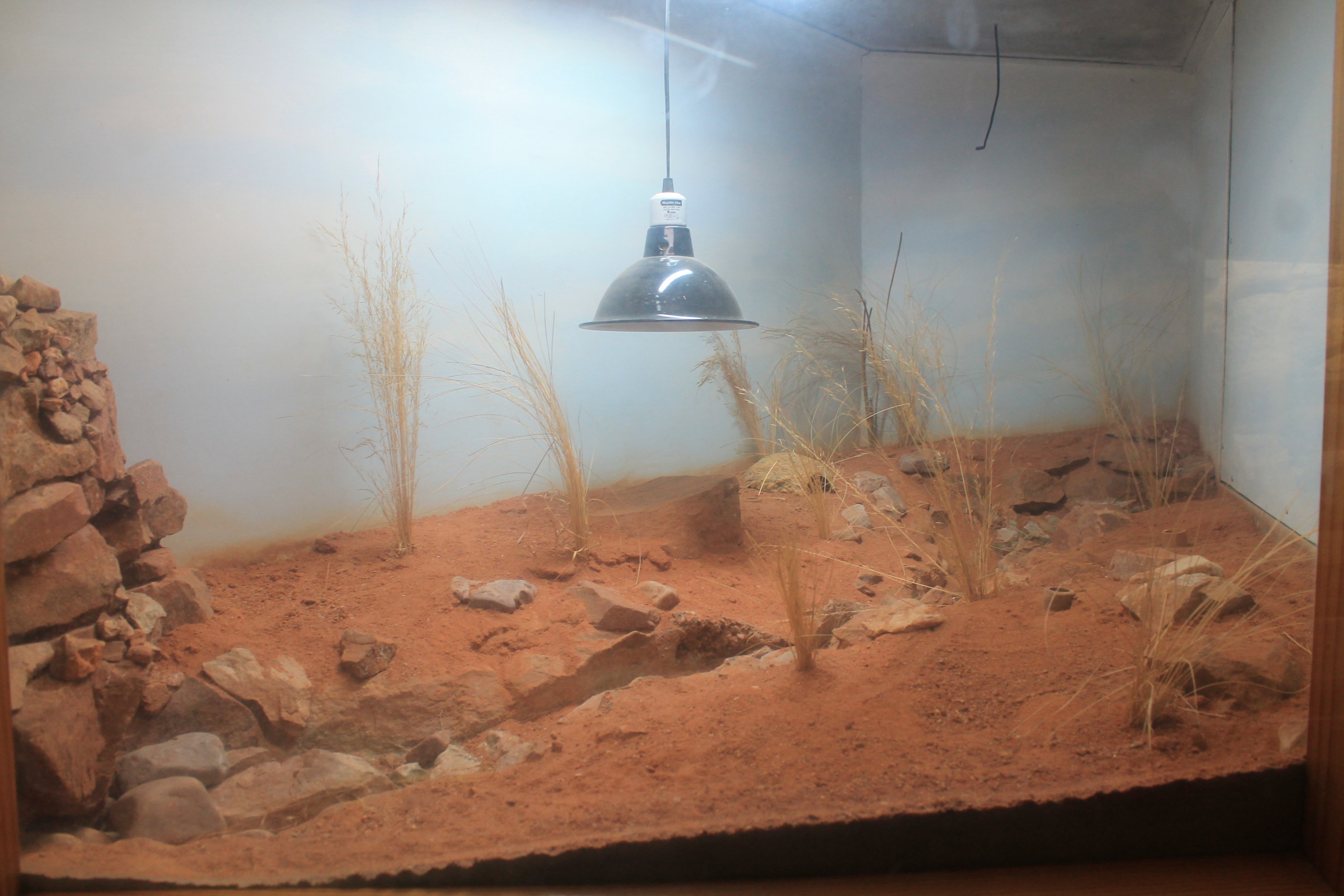 tank for Pigmy Blue-tongue Skink (Tiliqua adelaidensis)