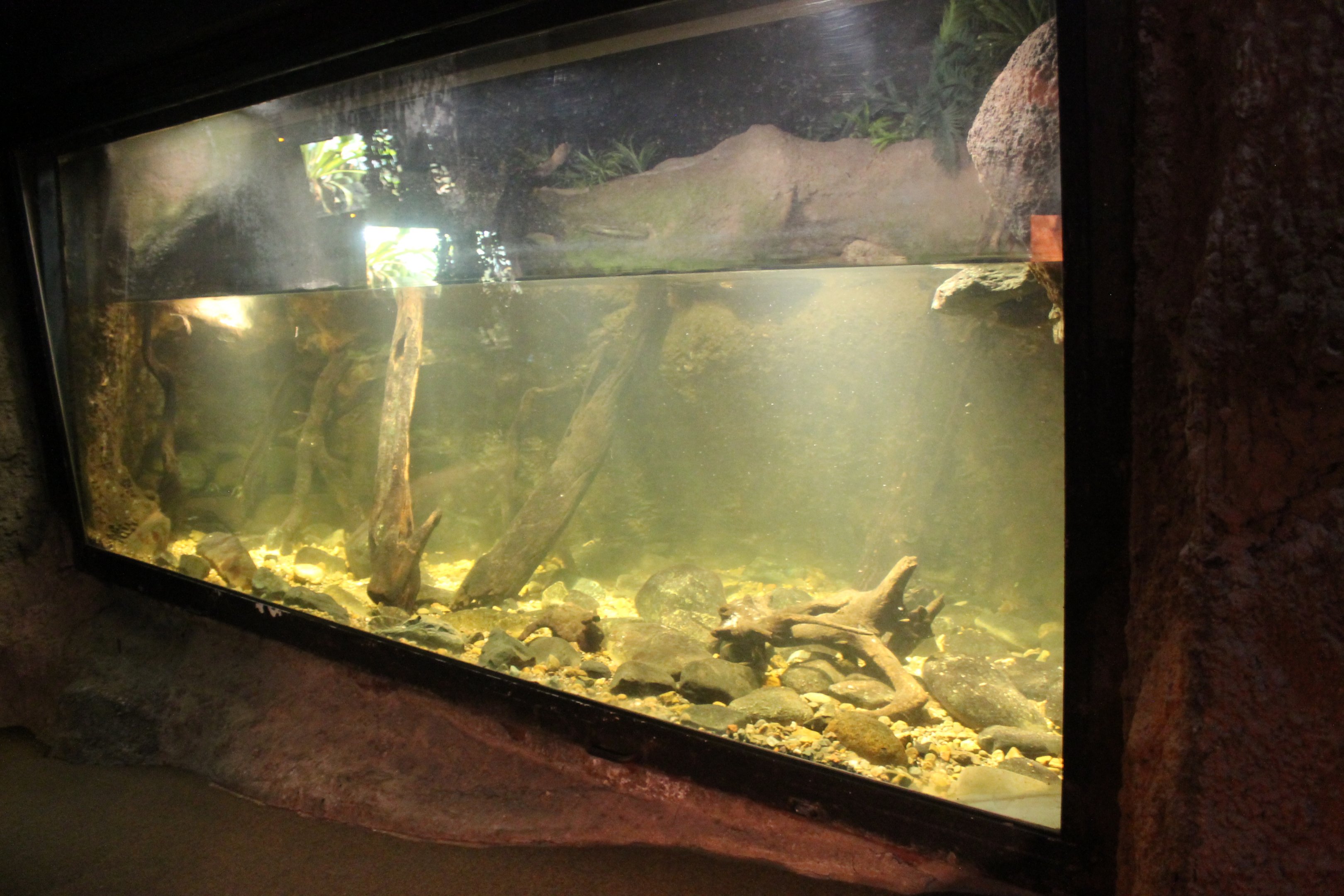 tank for Platypus (Ornithorhynchus anatinus)