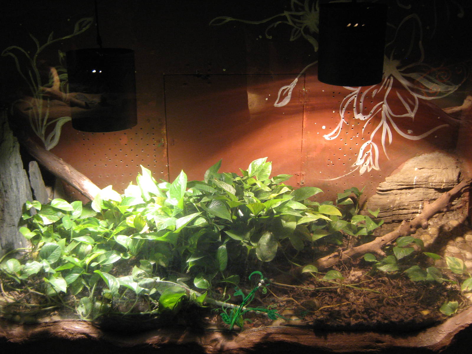 tank for plumed basilisk (Basiliscus plumifrons)