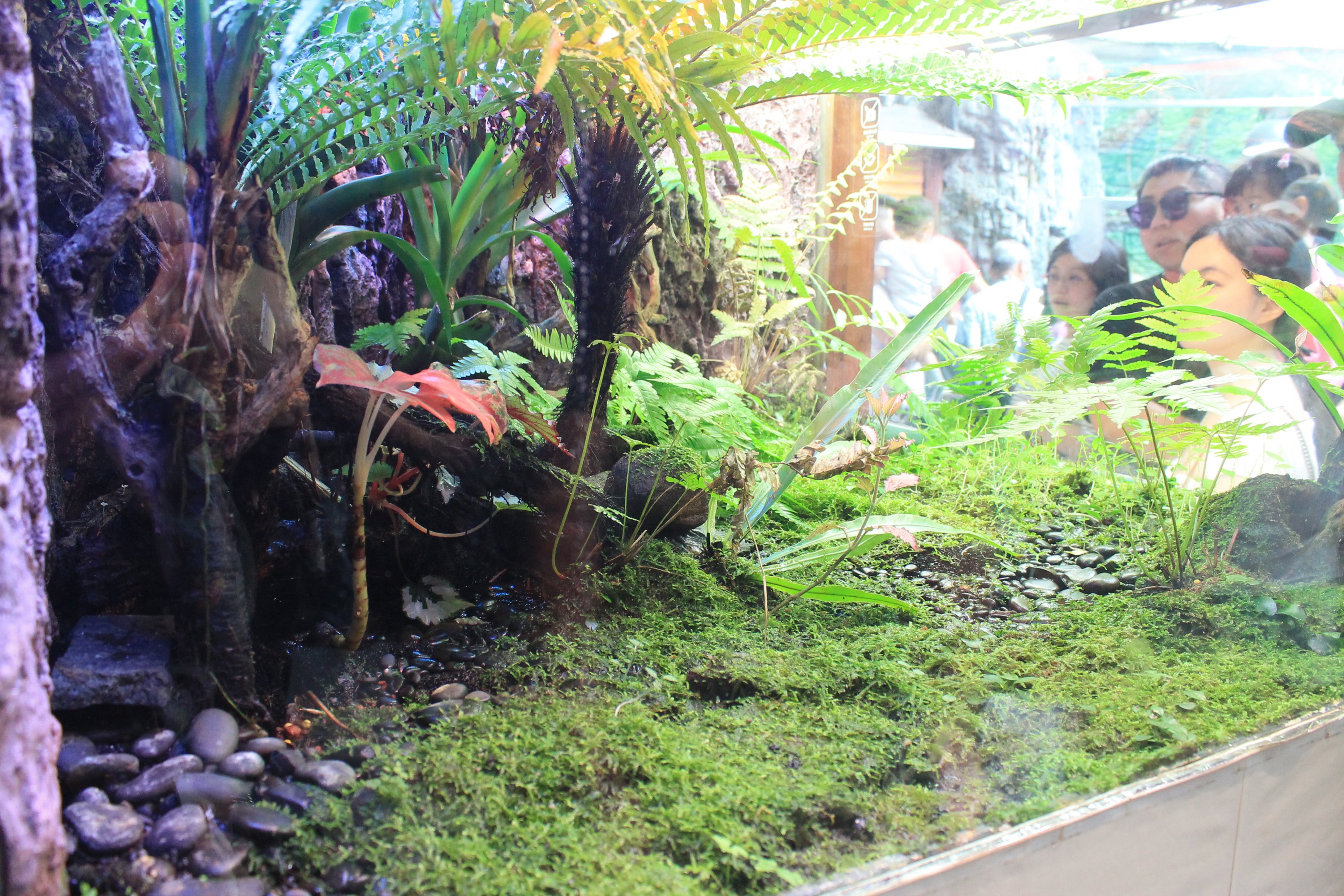 Tank for Poison Arrow Frogs