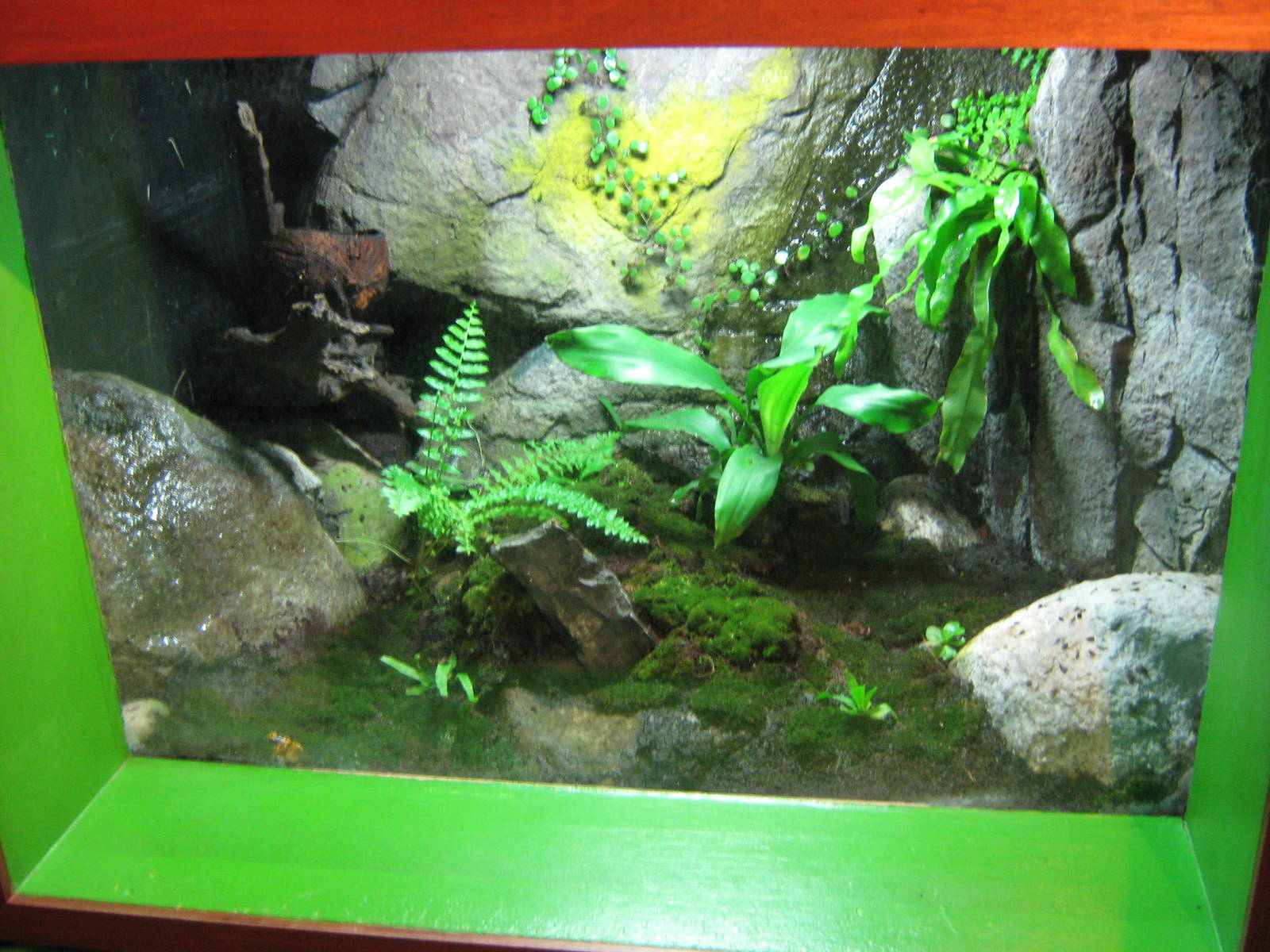 tank for poison arrow frogs