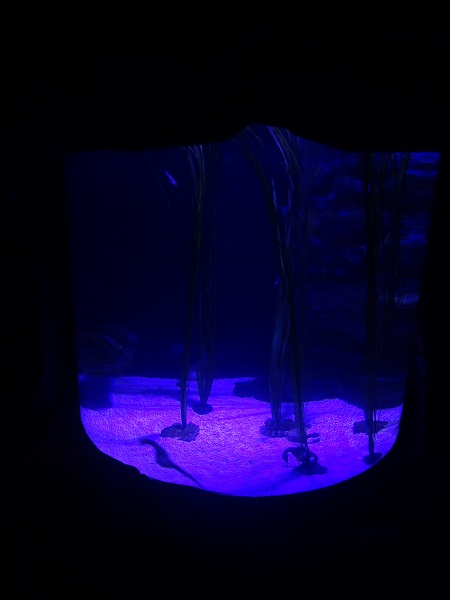 Tank for pot-bellied sea horses