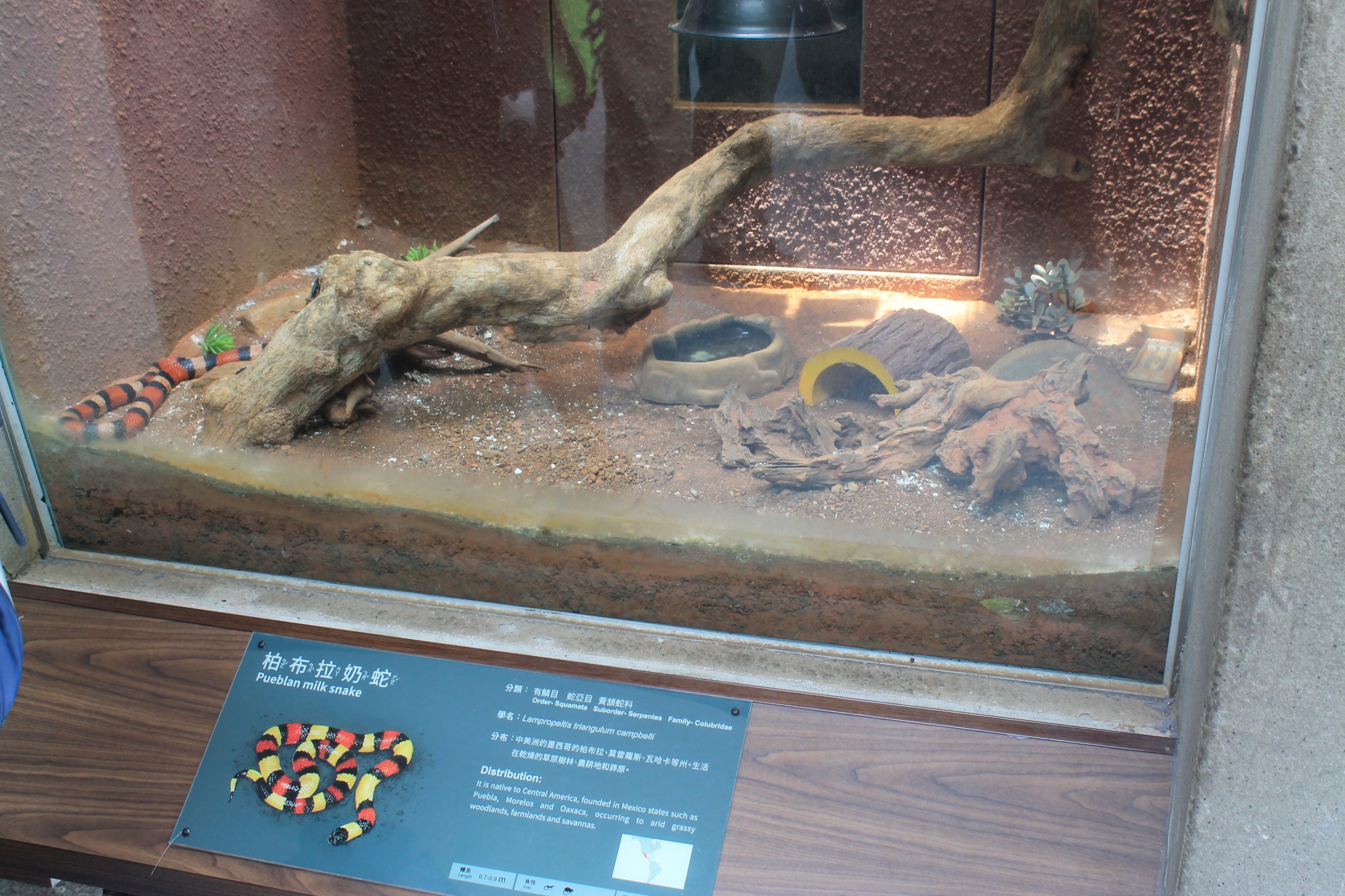 Tank for Pueblan Milk Snake (Lampropeltis triangulum campbelli)