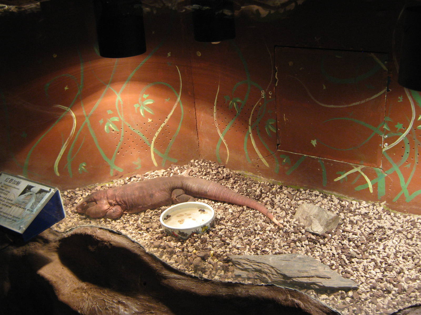 tank for red tegu (Tupinambis rufescens)