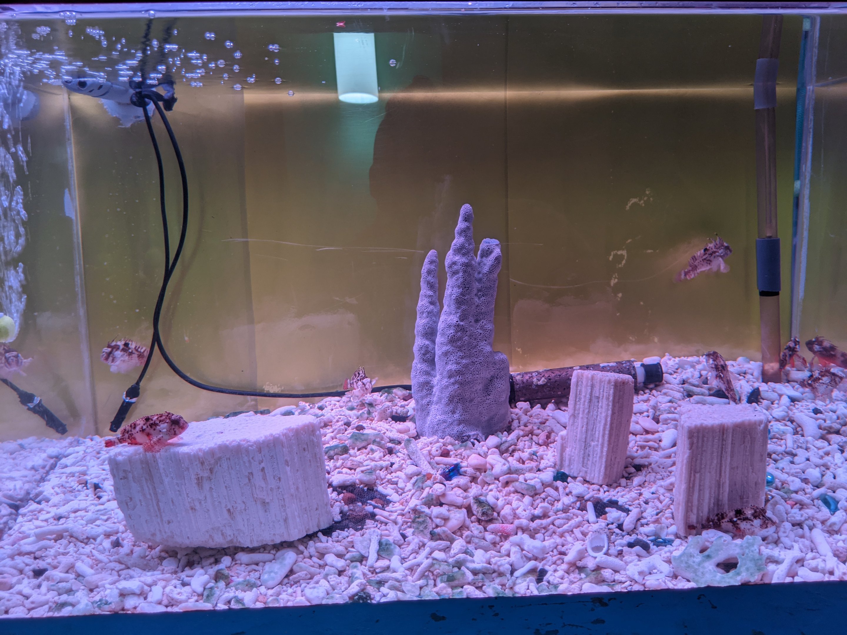 Tank for Redfin Waspfish (Paracentropogon rubripinnis), Wakkanai Aquarium