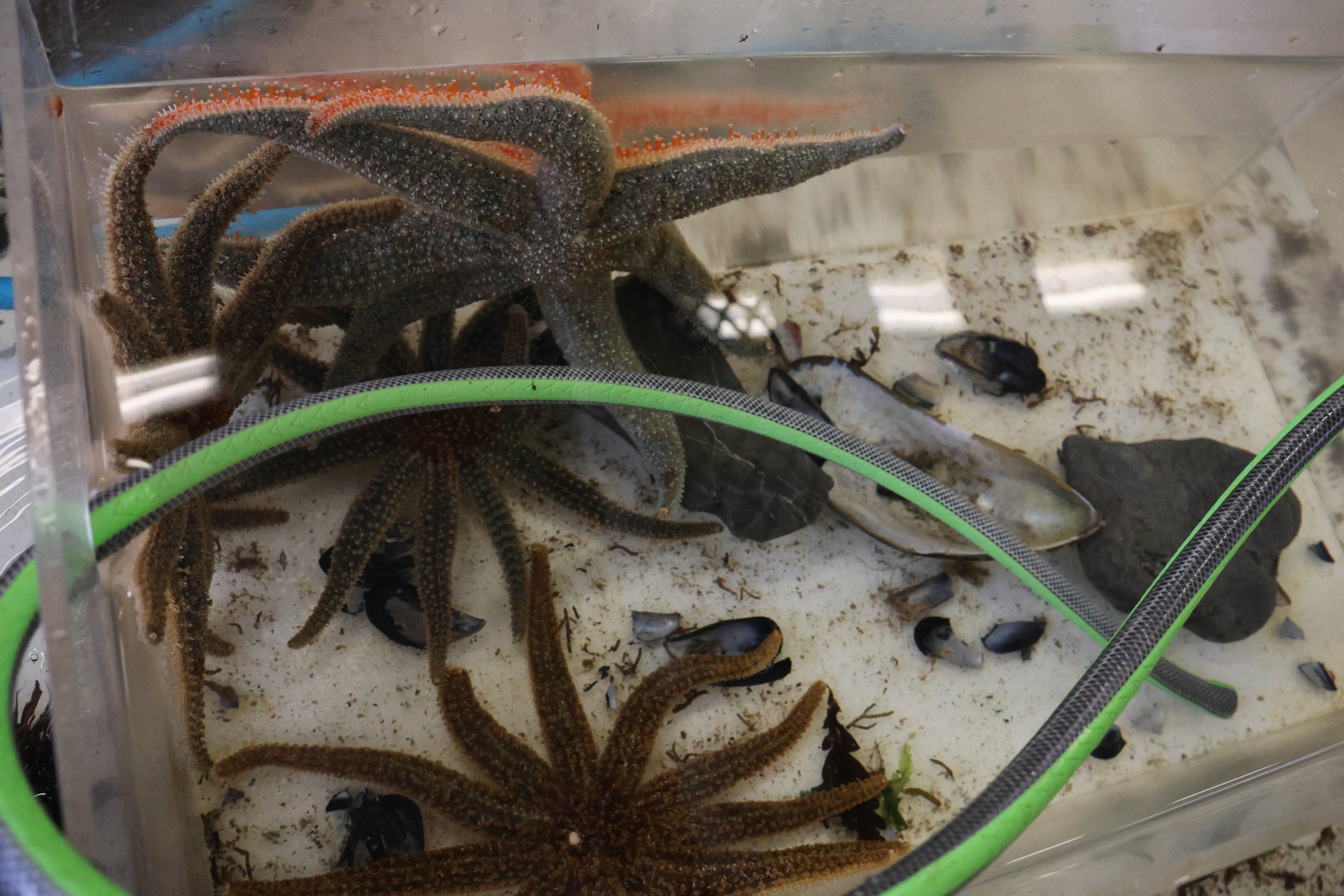 Tank for Reef Star (Stichaster australis), open day at VUW Coastal Ecology Laboratory (Island Bay, Wellington)