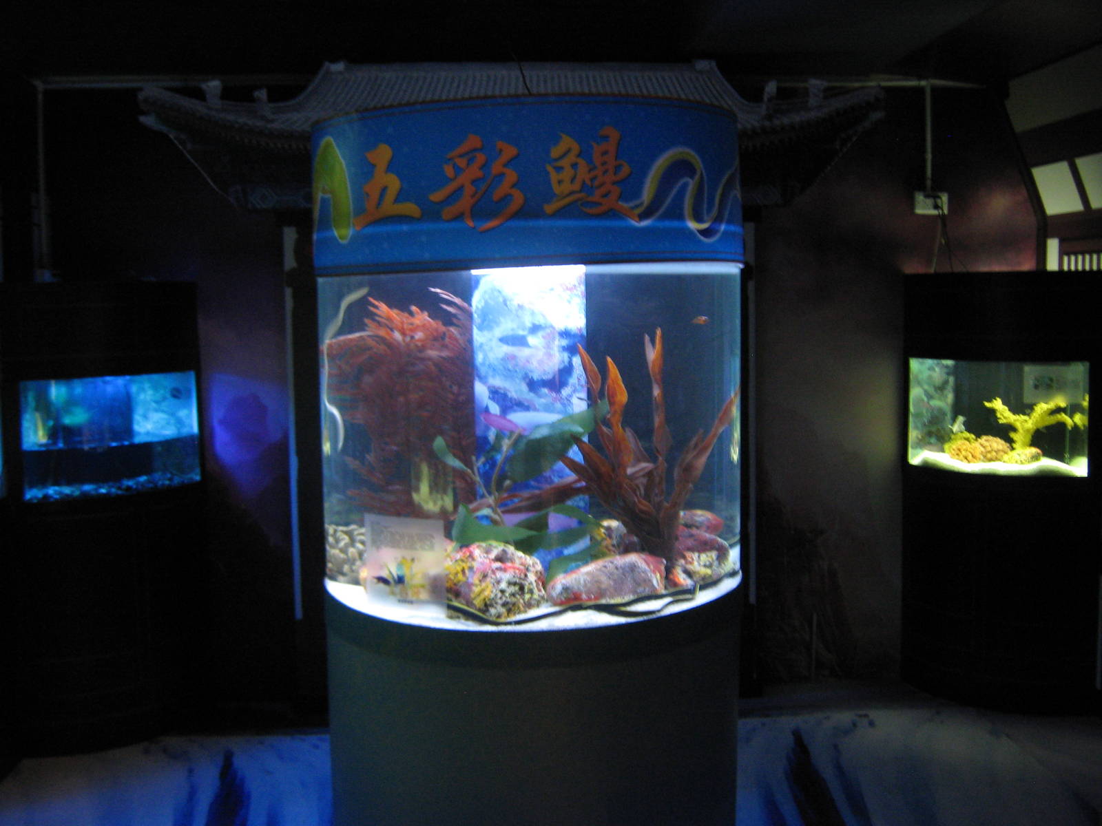 tank for ribbon morays (Rhinomuraena quaesita)