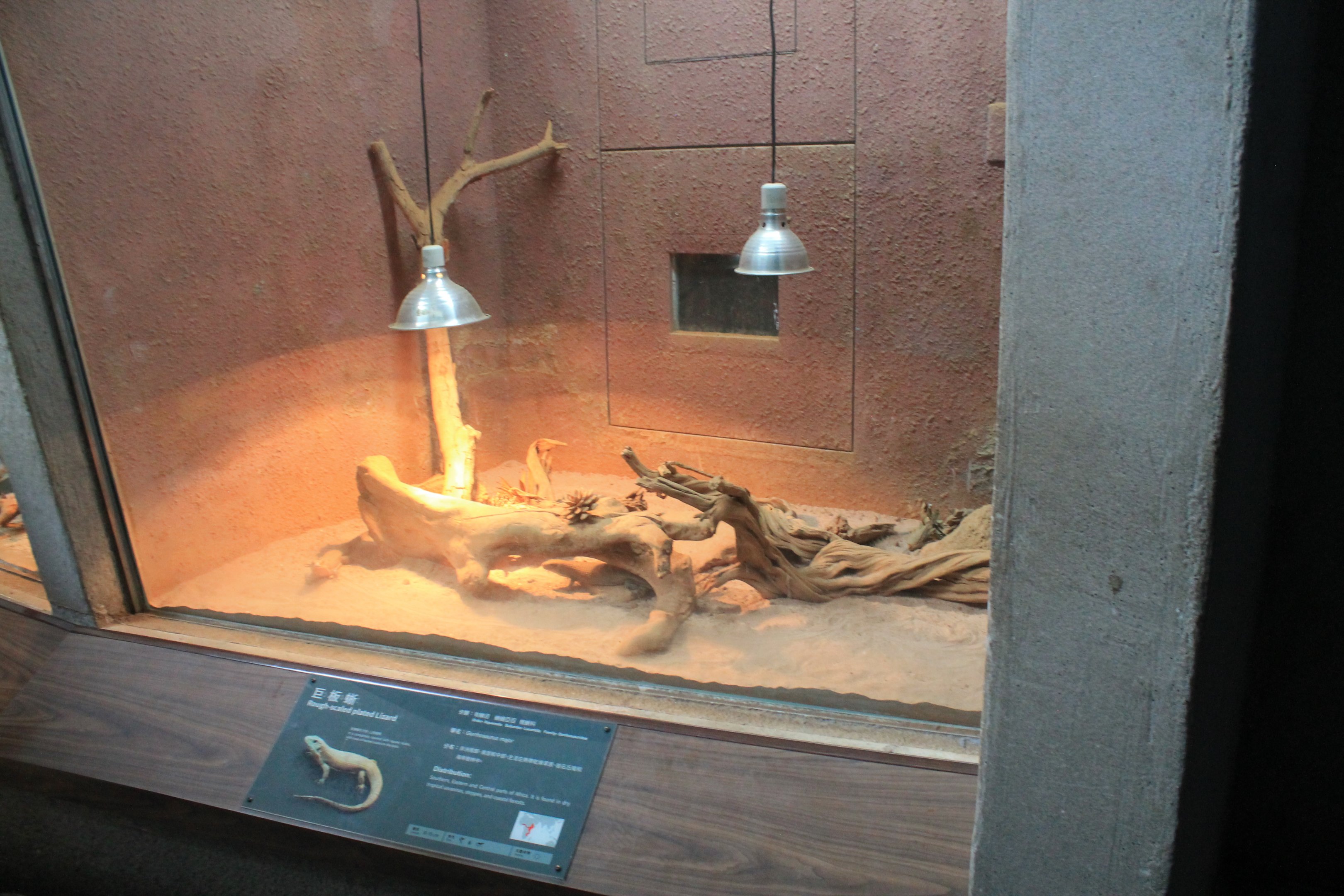 Tank for Rough-scaled Plated Lizards (Gerrhosaurus major)