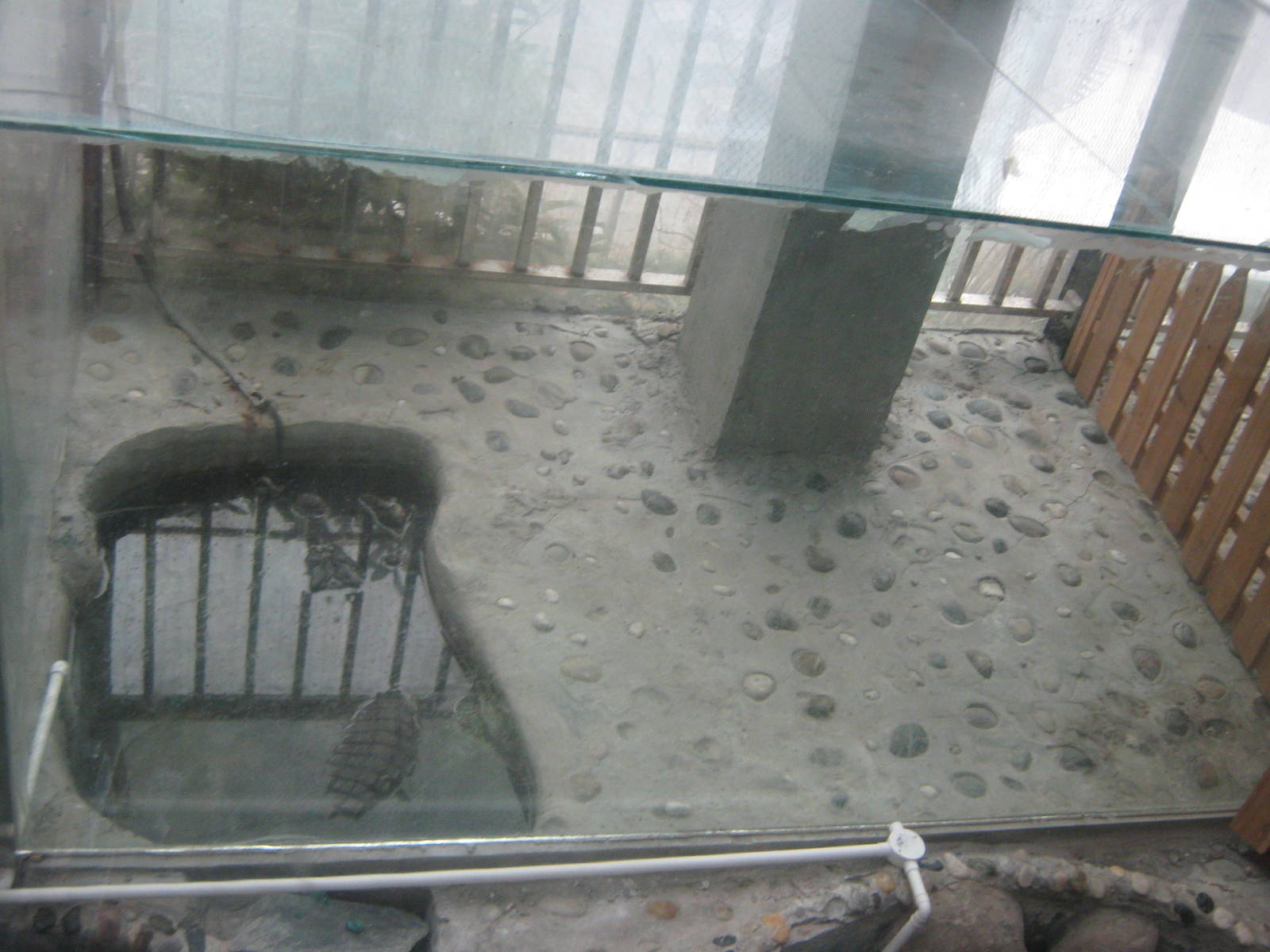 tank for saltwater crocodile (Crocodylus porosus)
