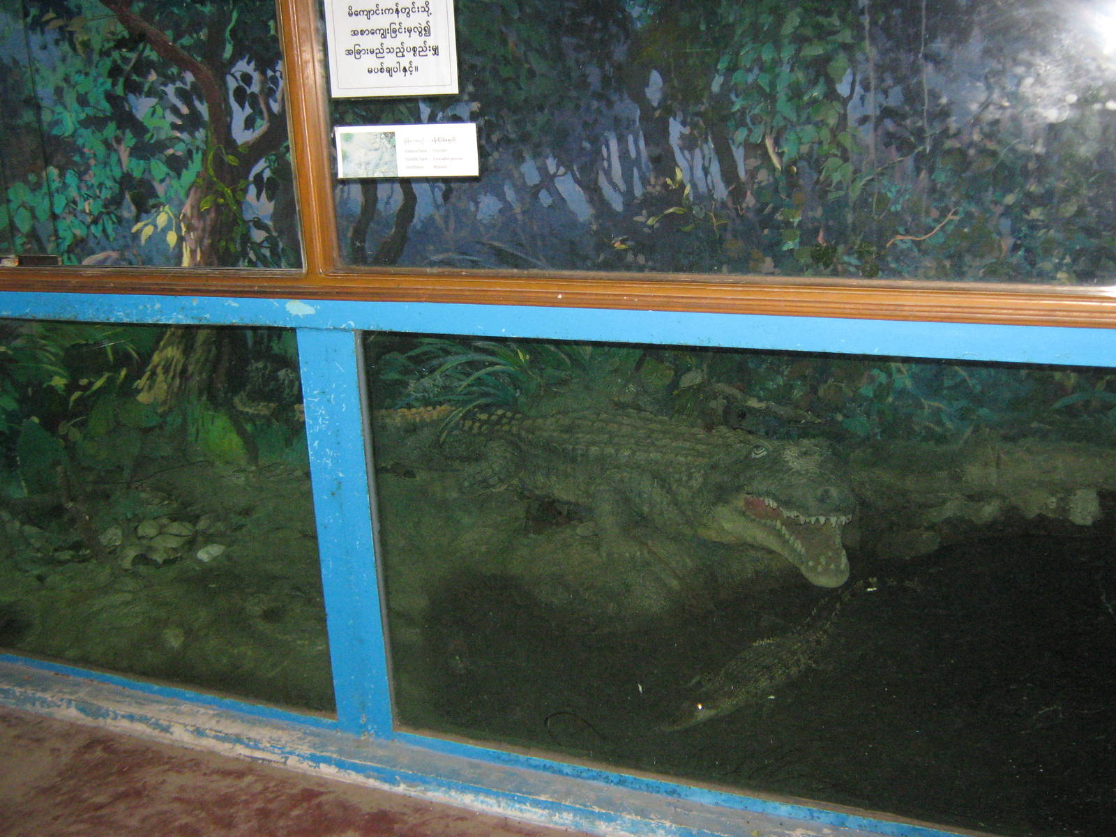 tank for Saltwater Crocodile (Crocodylus porosus)