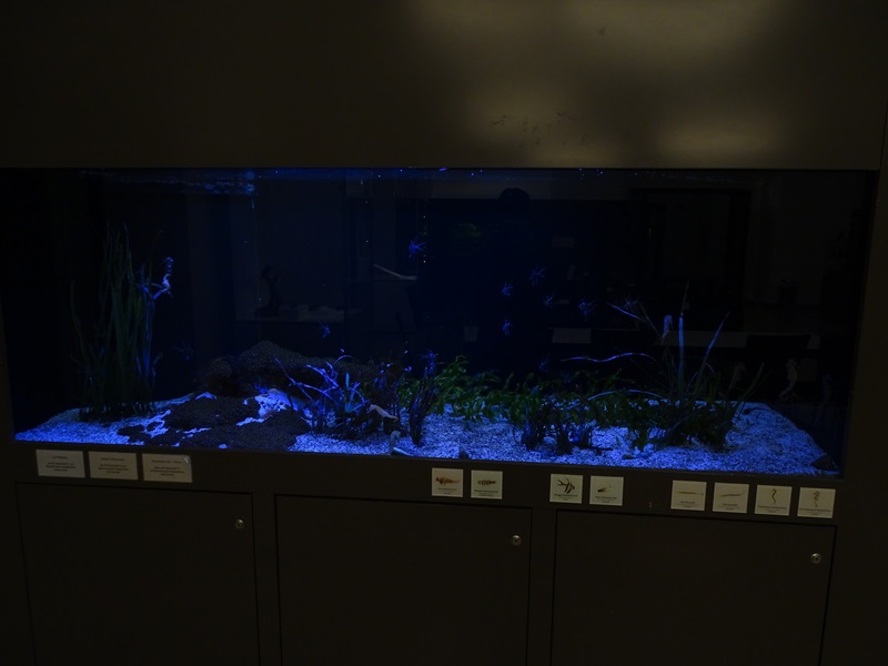 Tank for sea horses and others (Africa room)