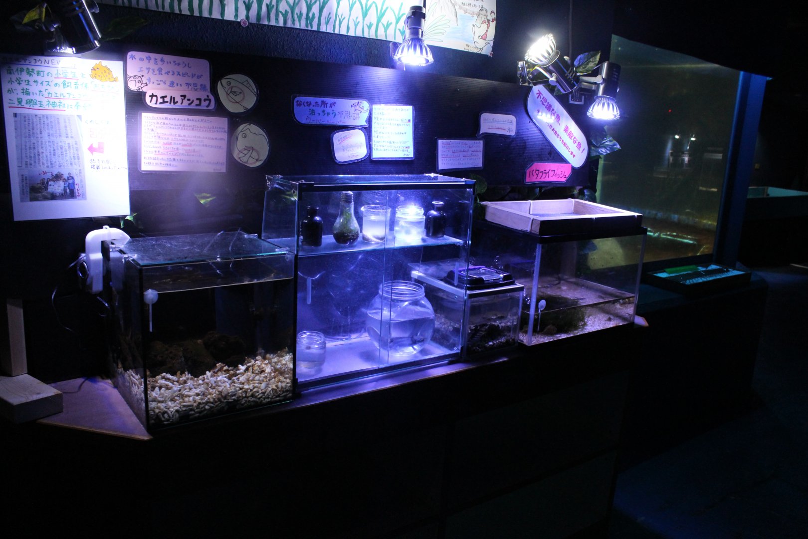 Tank for seahorse and fish