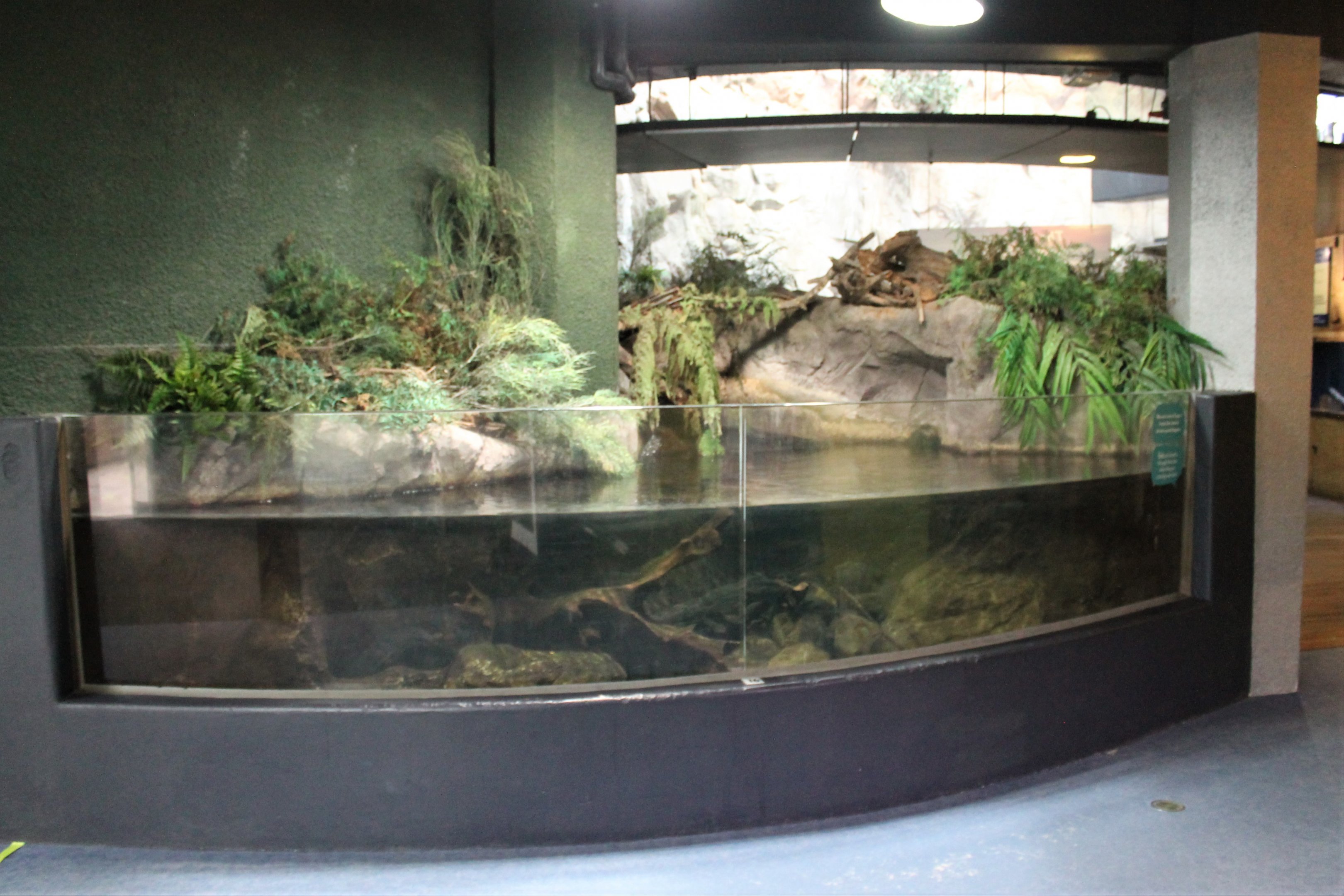 tank for Short-finned Eels (Anguilla australis)