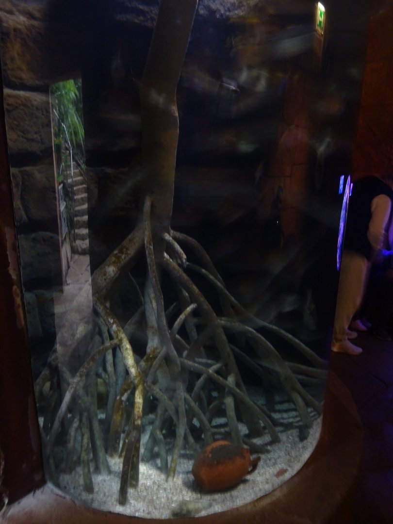 Tank for silver moony