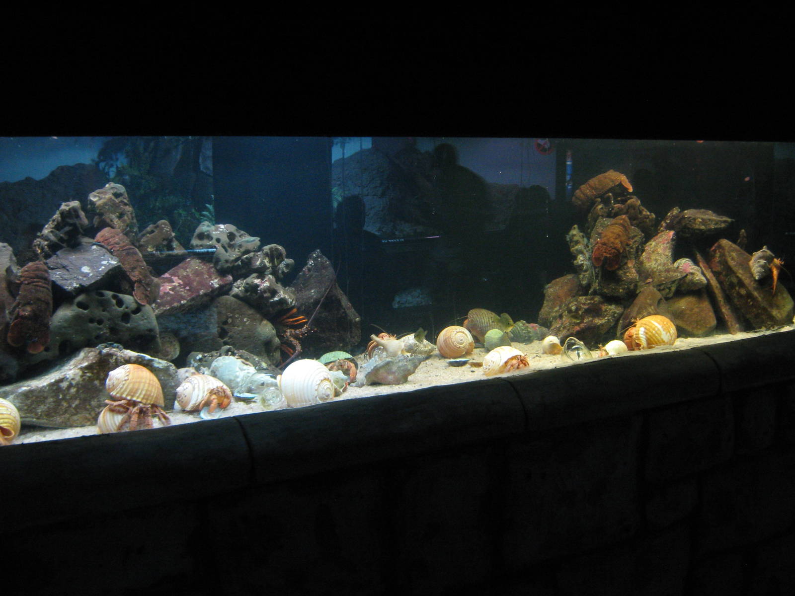 tank for slipper lobsters and really big hermit crabs