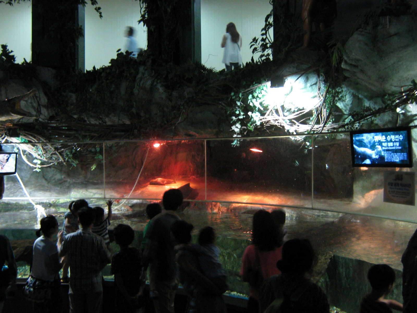 tank for small-clawed otters (Aonyx cinerea)