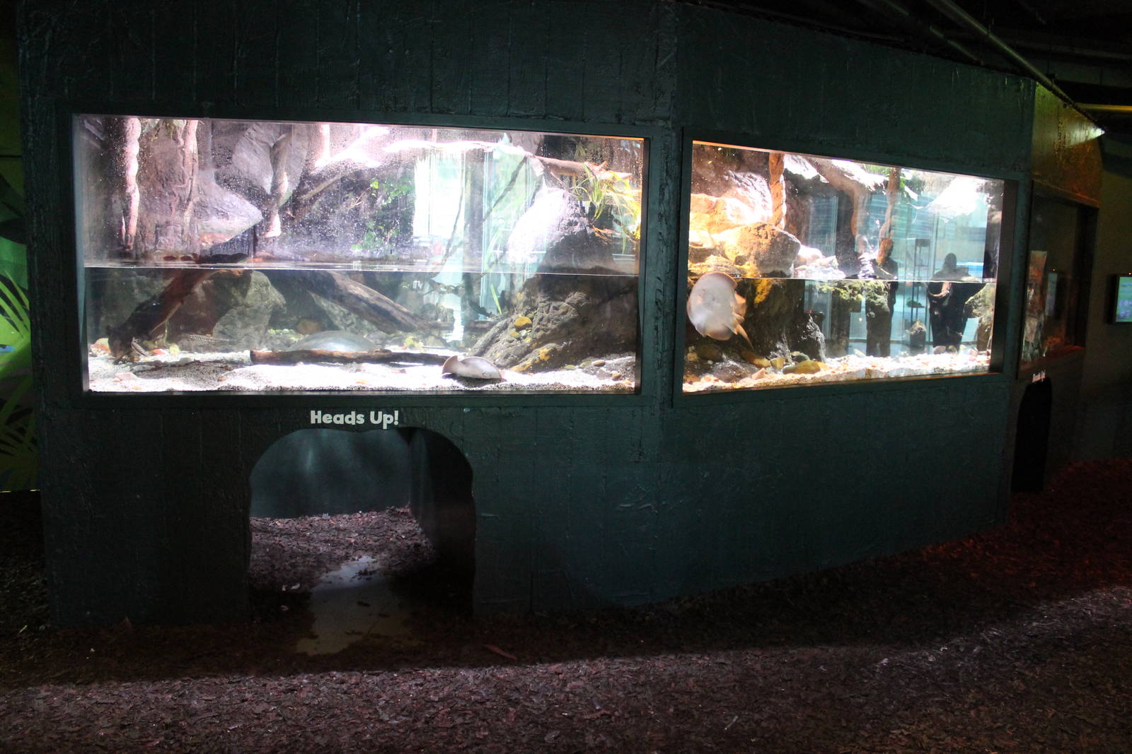 tank for South American fish