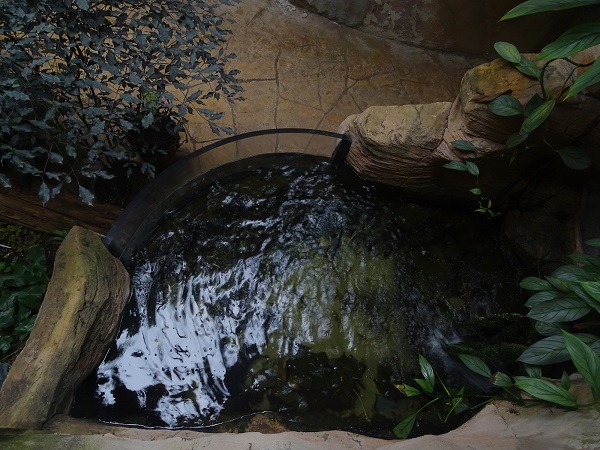 Tank for South American fishes, seen from above (species list in description)