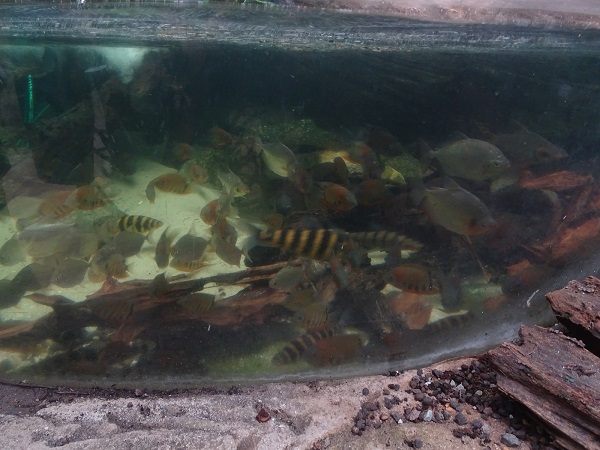 Tank for South American fishes (species list in description)