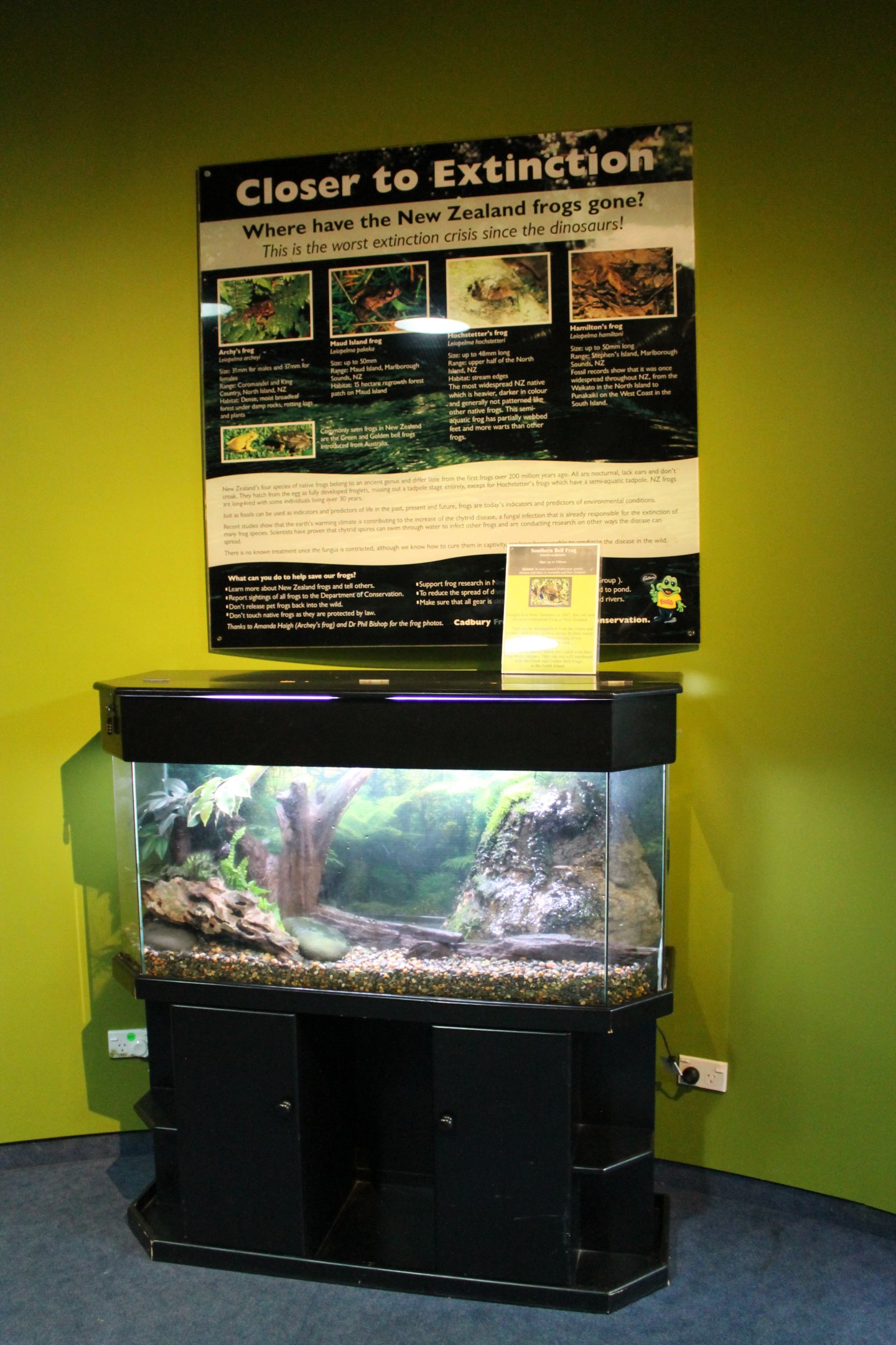 tank for Southern Bell Frogs (Litoria raniformis)