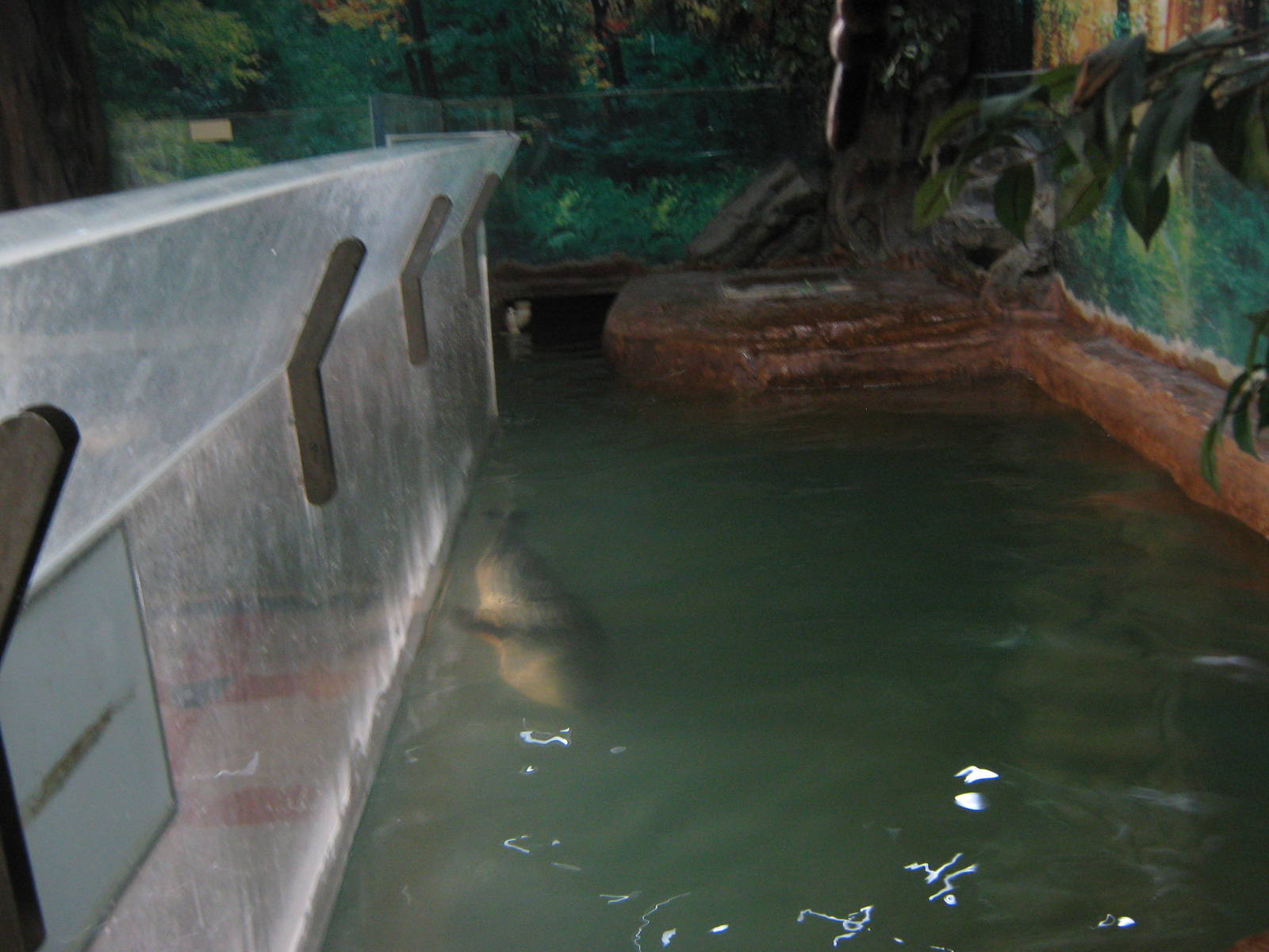 tank for spotted seal (Phoca largha)