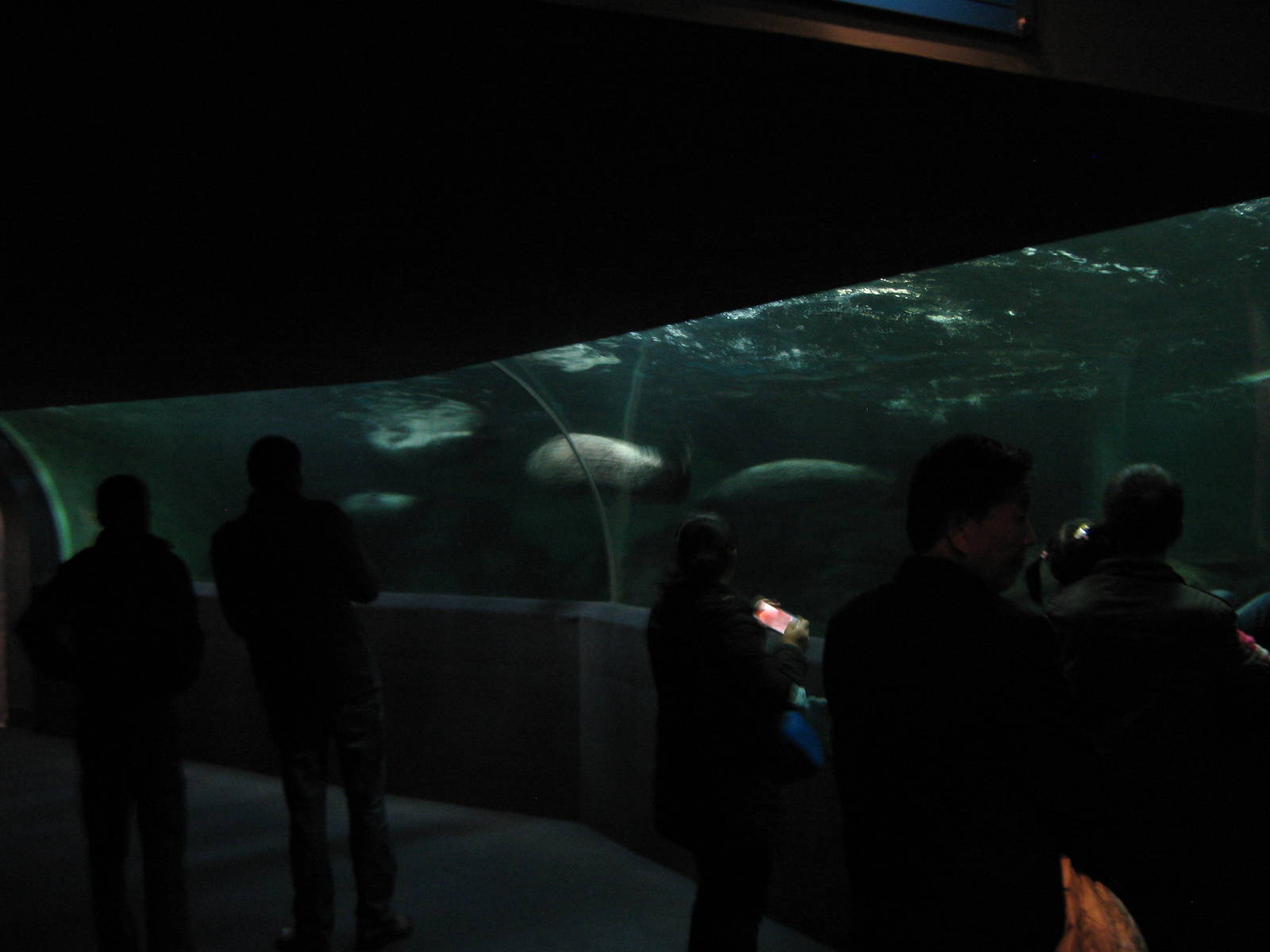 tank for spotted seals (Phoca largha)