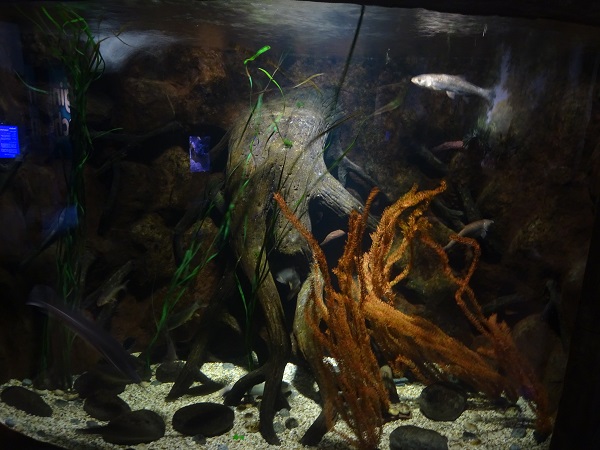 Tank for sterlet, asp and zander