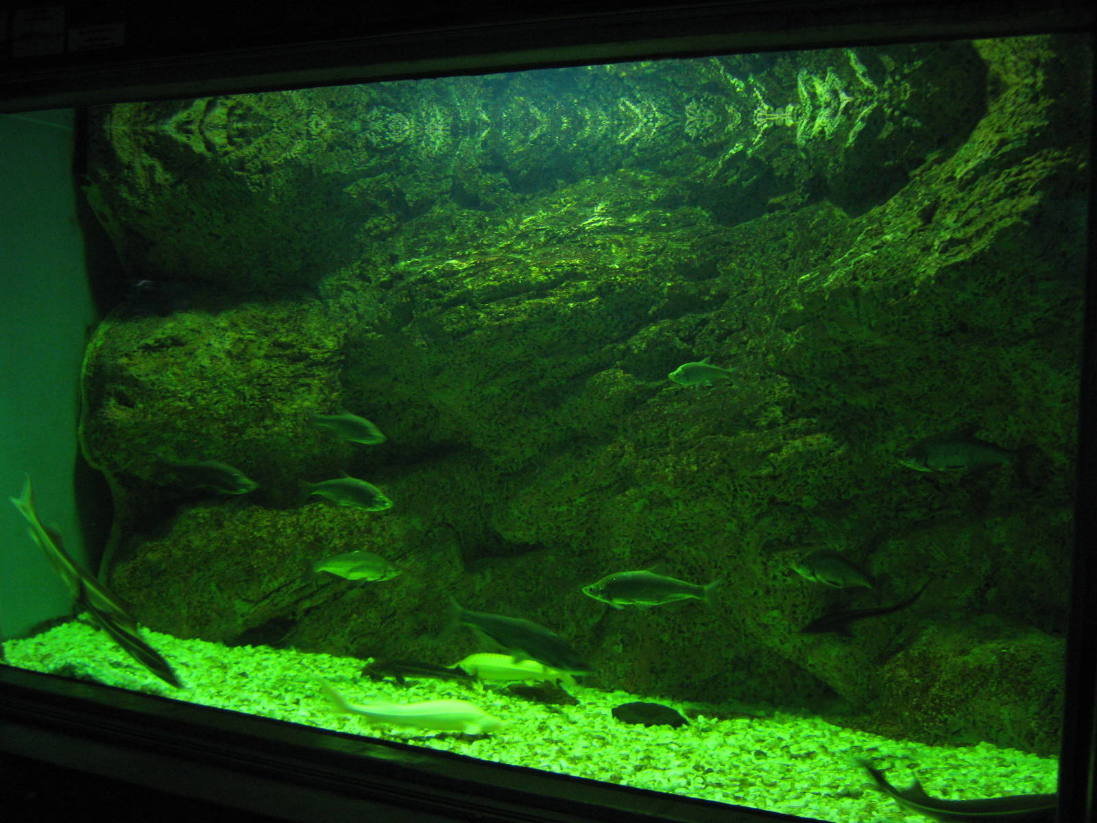 tank for sterlets (Acipenser ruthenus)