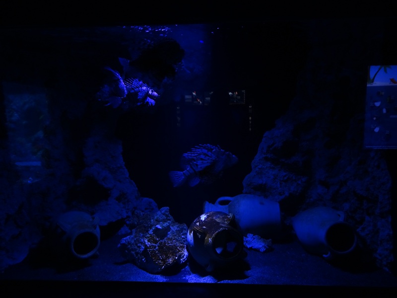 Tank for stonefish, lion fish and laced moray