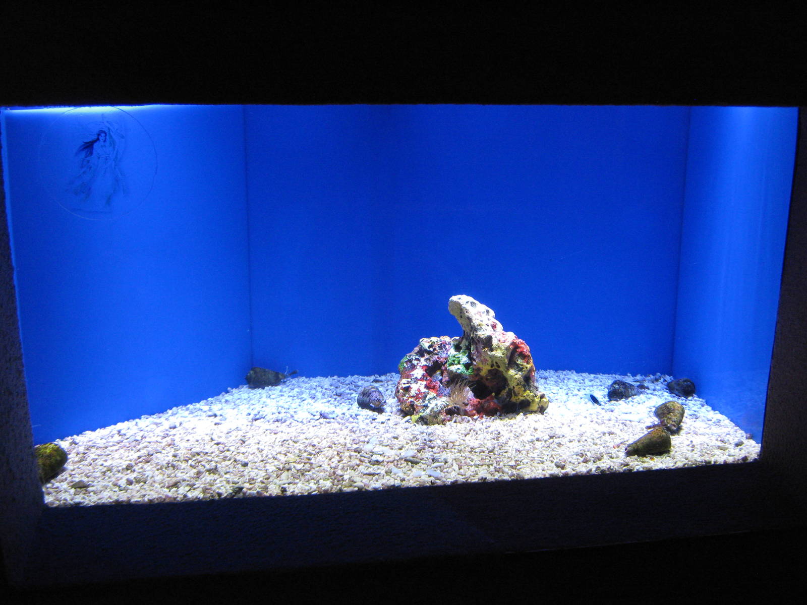 tank for Strombus sp. (labelled as cone shells)