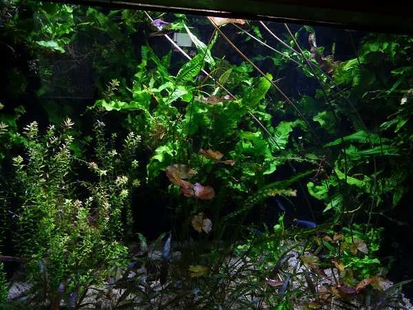 Tank for sword-tail news & others (07/22)