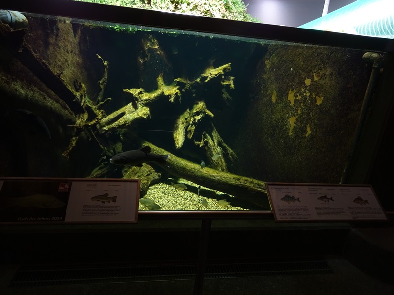 Tank for tench, European perch, white bream and crucian carp