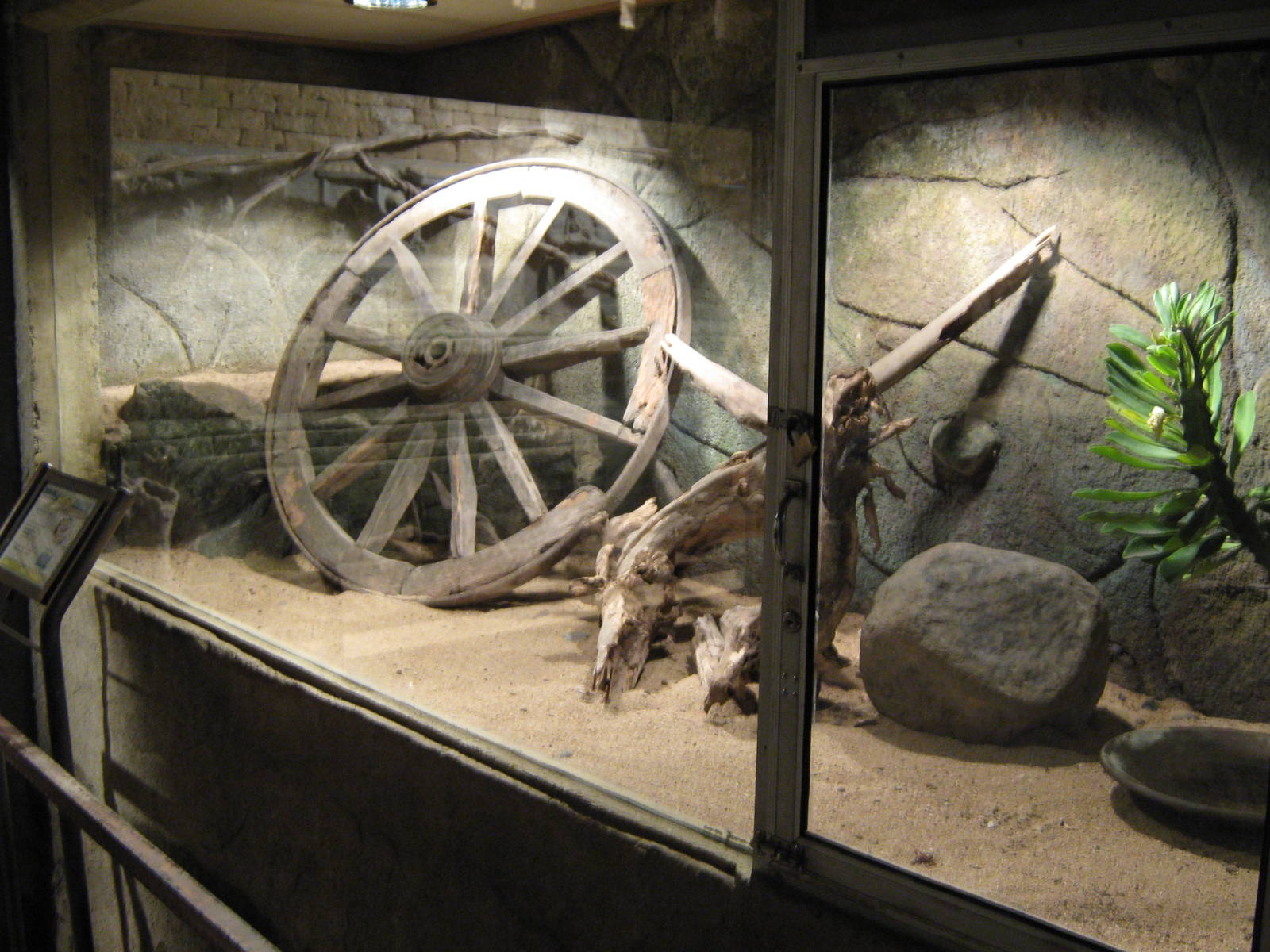 tank for Timor python (Python timorensis)