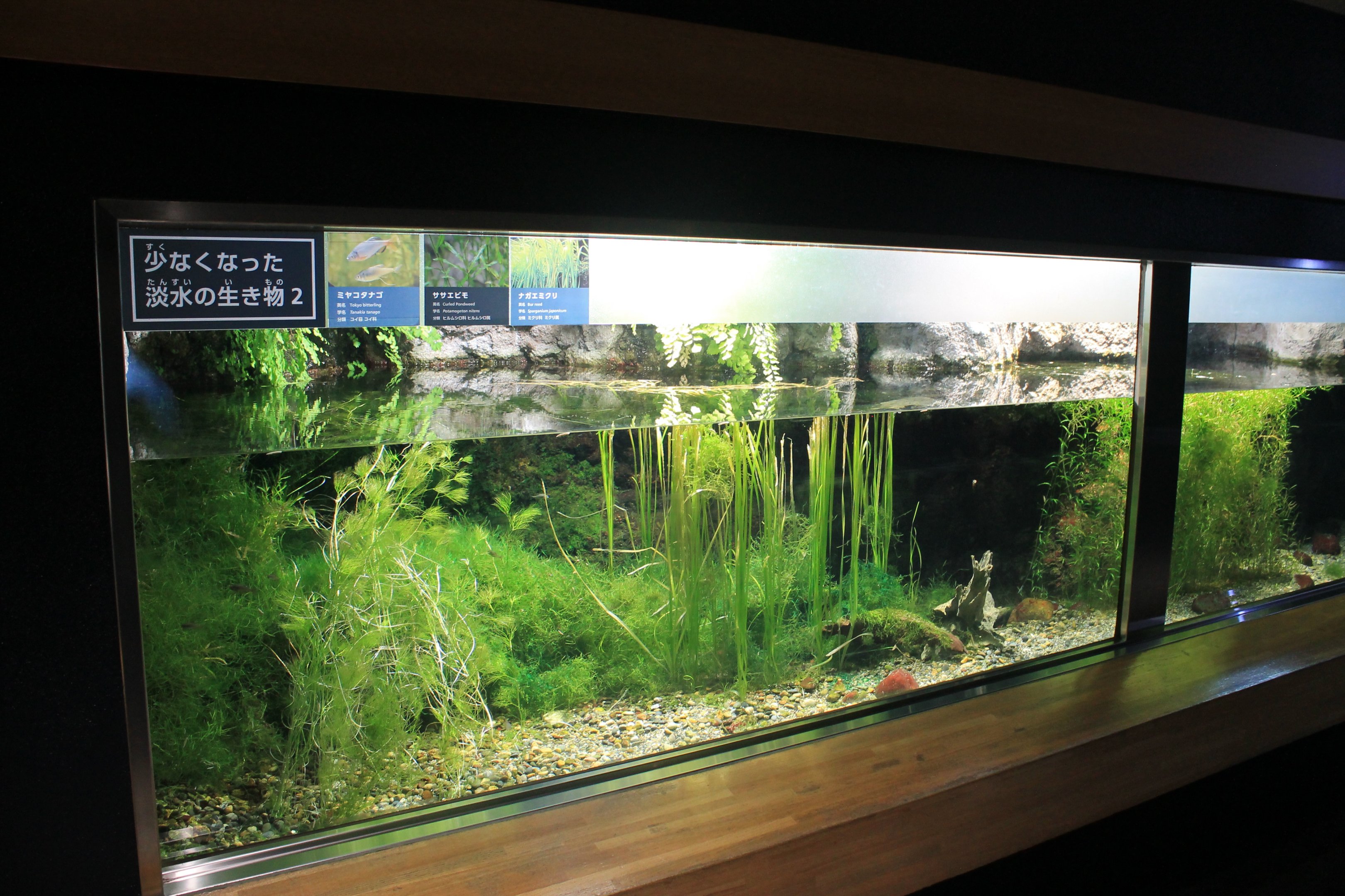 Tank for Tokyo Bitterlings (Pseudorhodeus tanago)