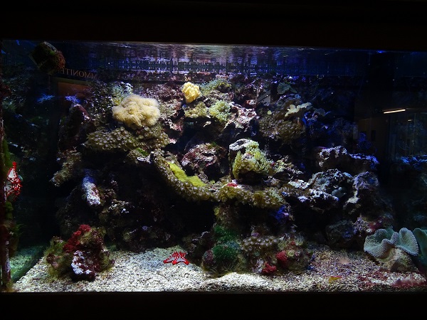 Tank for tomato clownfish, cleaner shrimp, red knob sea star (07/22)