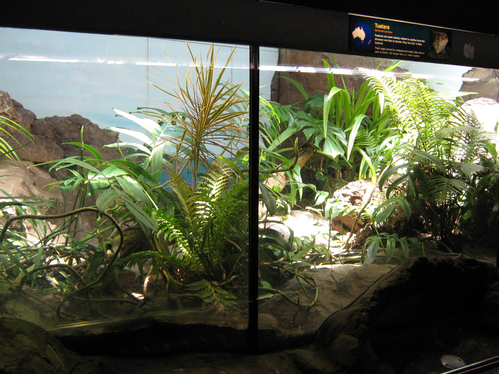 tank for tuatara (Sphenodon punctatus)