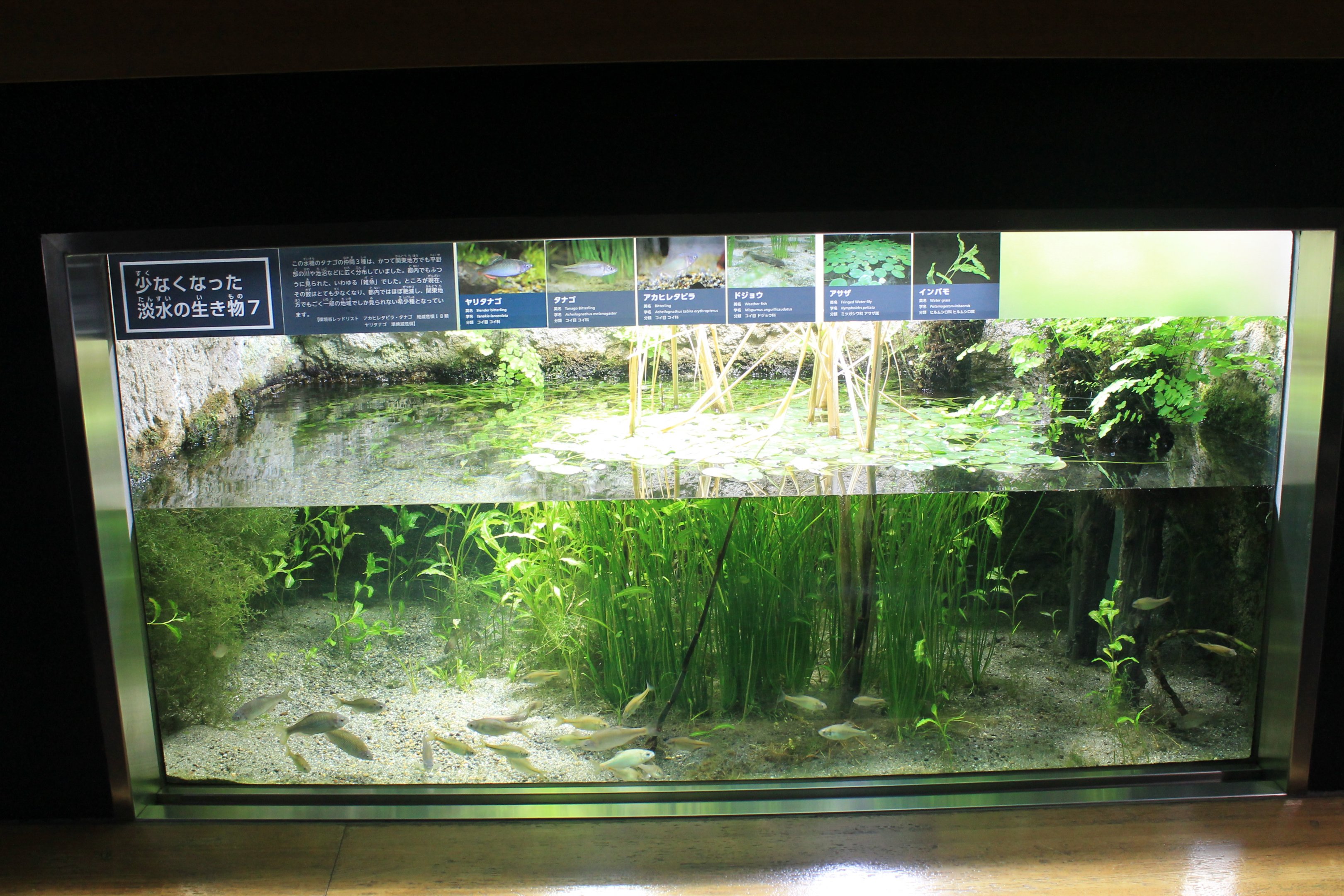 Tank for various Bitterling species