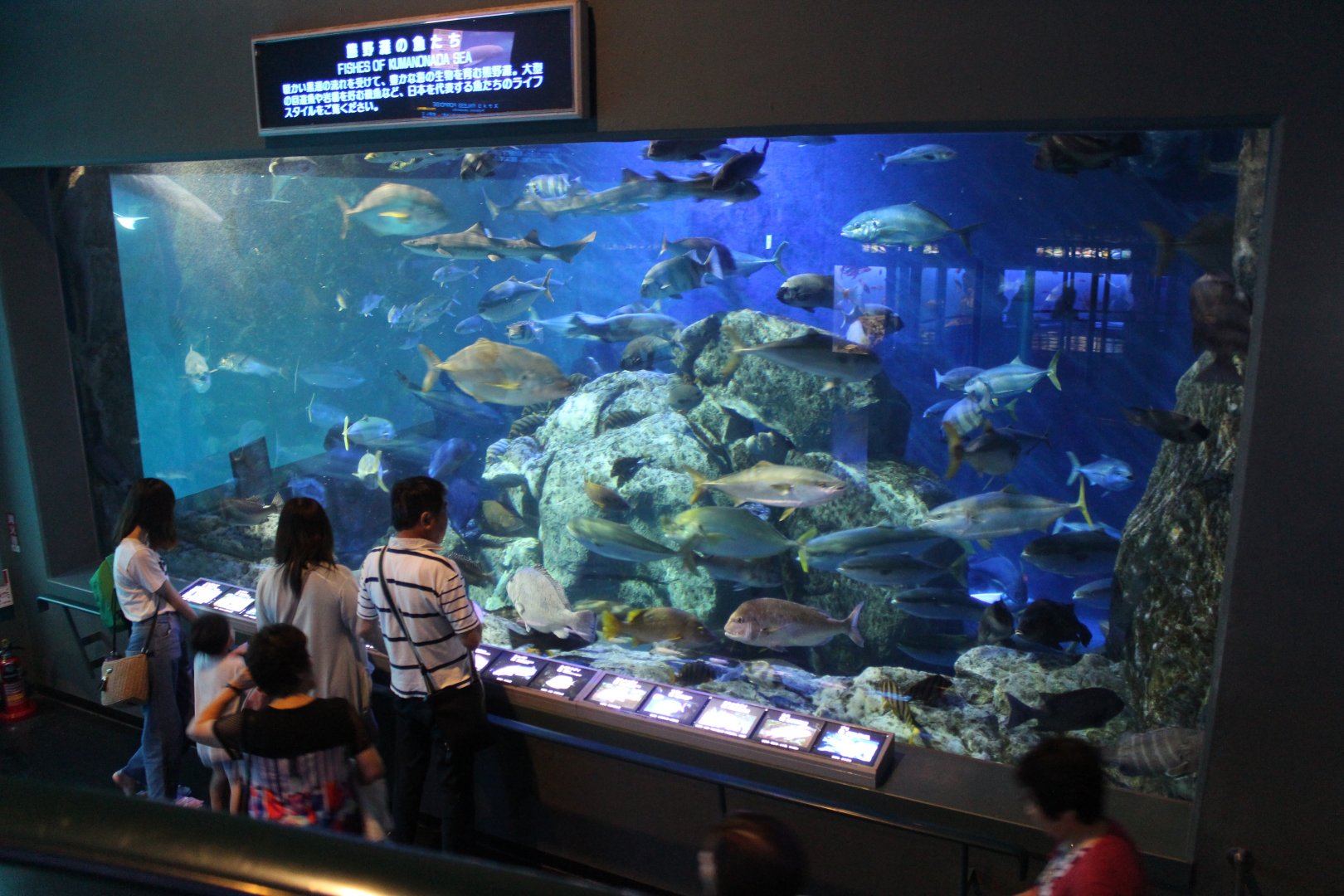 Tank for various kind of fish