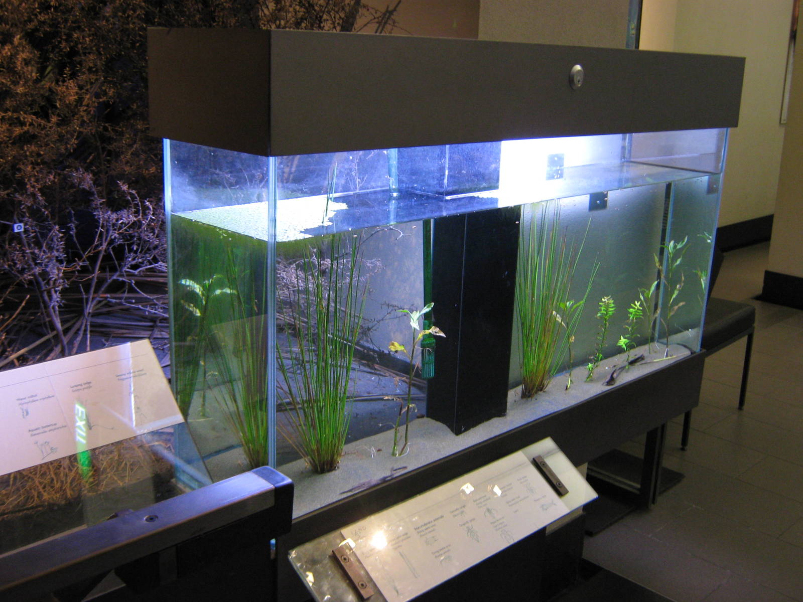 tank for water boatmen at Auckland Museum